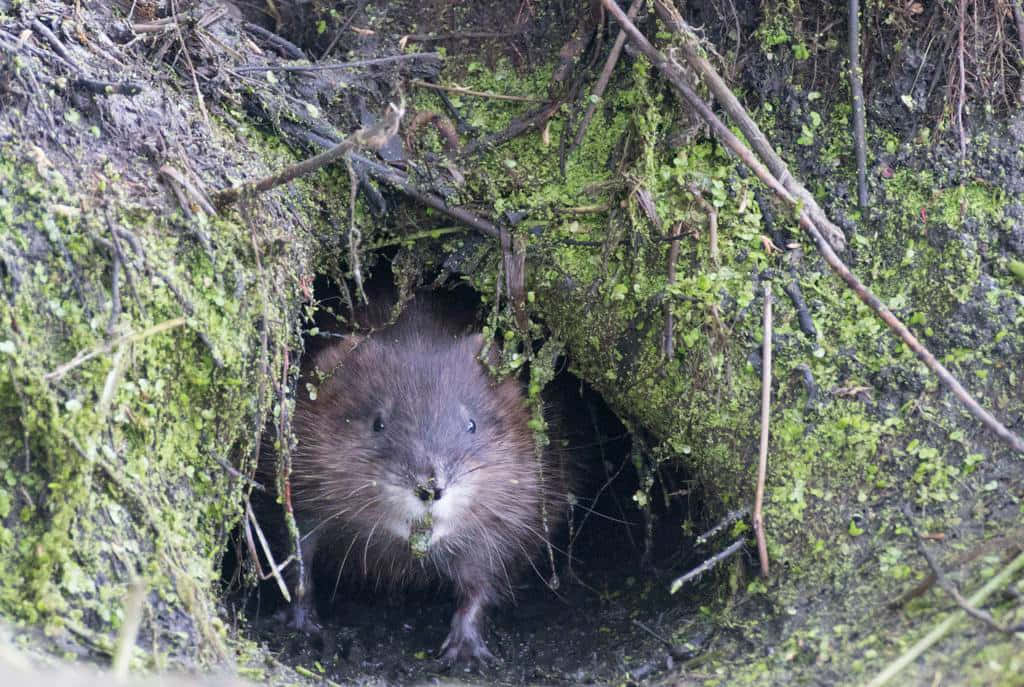muskrat, mossy burrow, twigs, SD Desktop Wallpaper