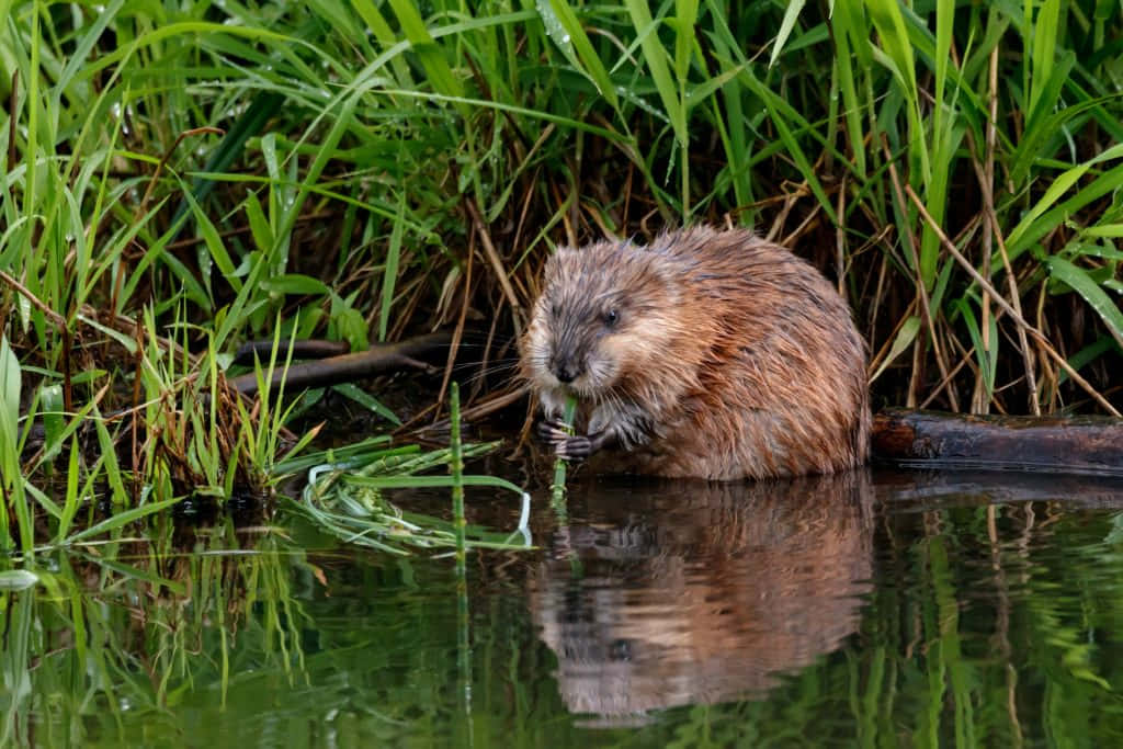 muskrat, water's edge, green reeds, SD Desktop Wallpaper