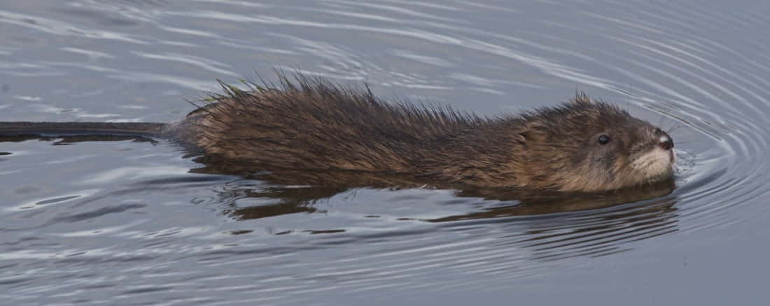 muskrat, wet brown otter, calm gray water, SD Desktop Wallpaper