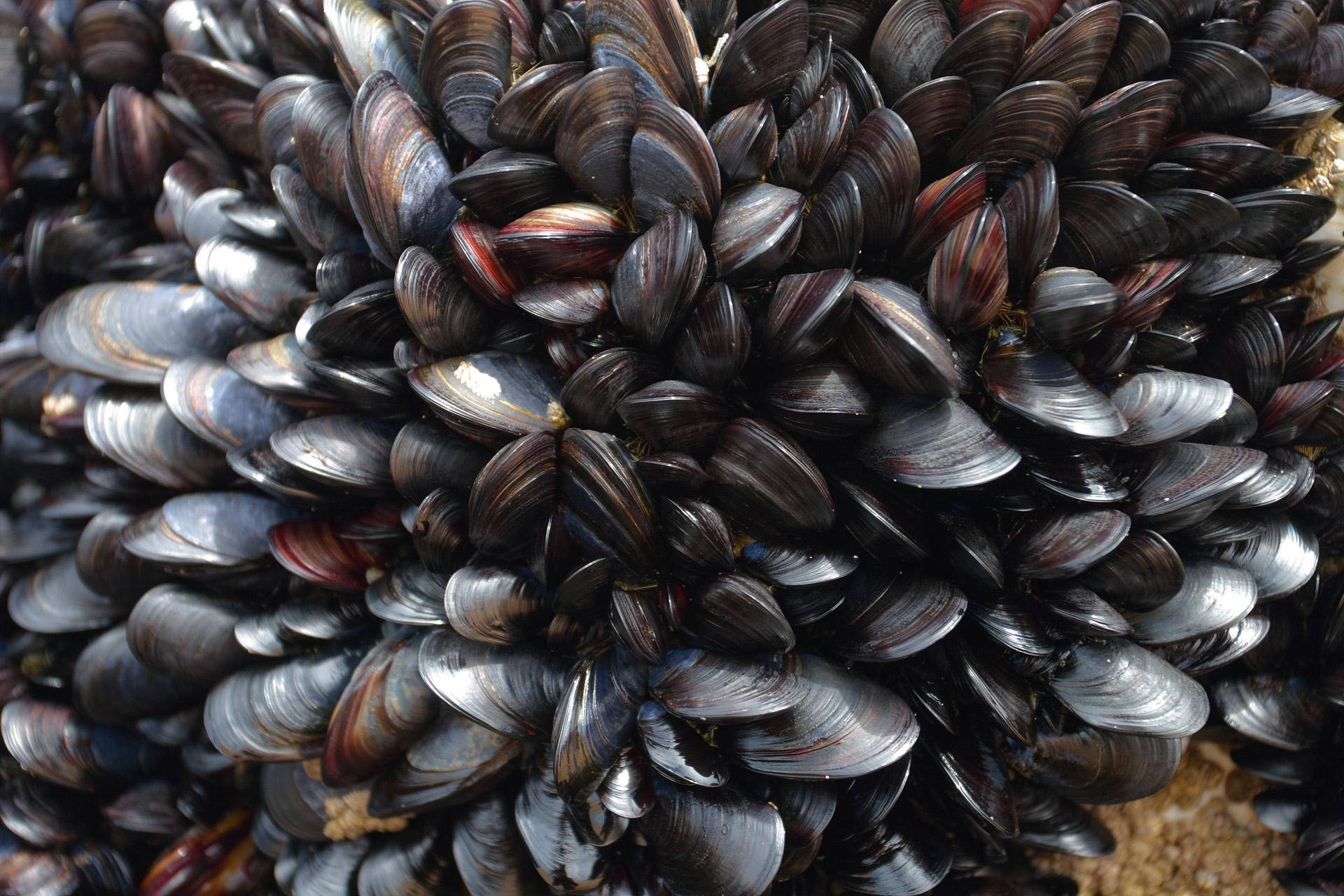 mussels, dark iridescent, rocky surface, Full HD Desktop Wallpaper