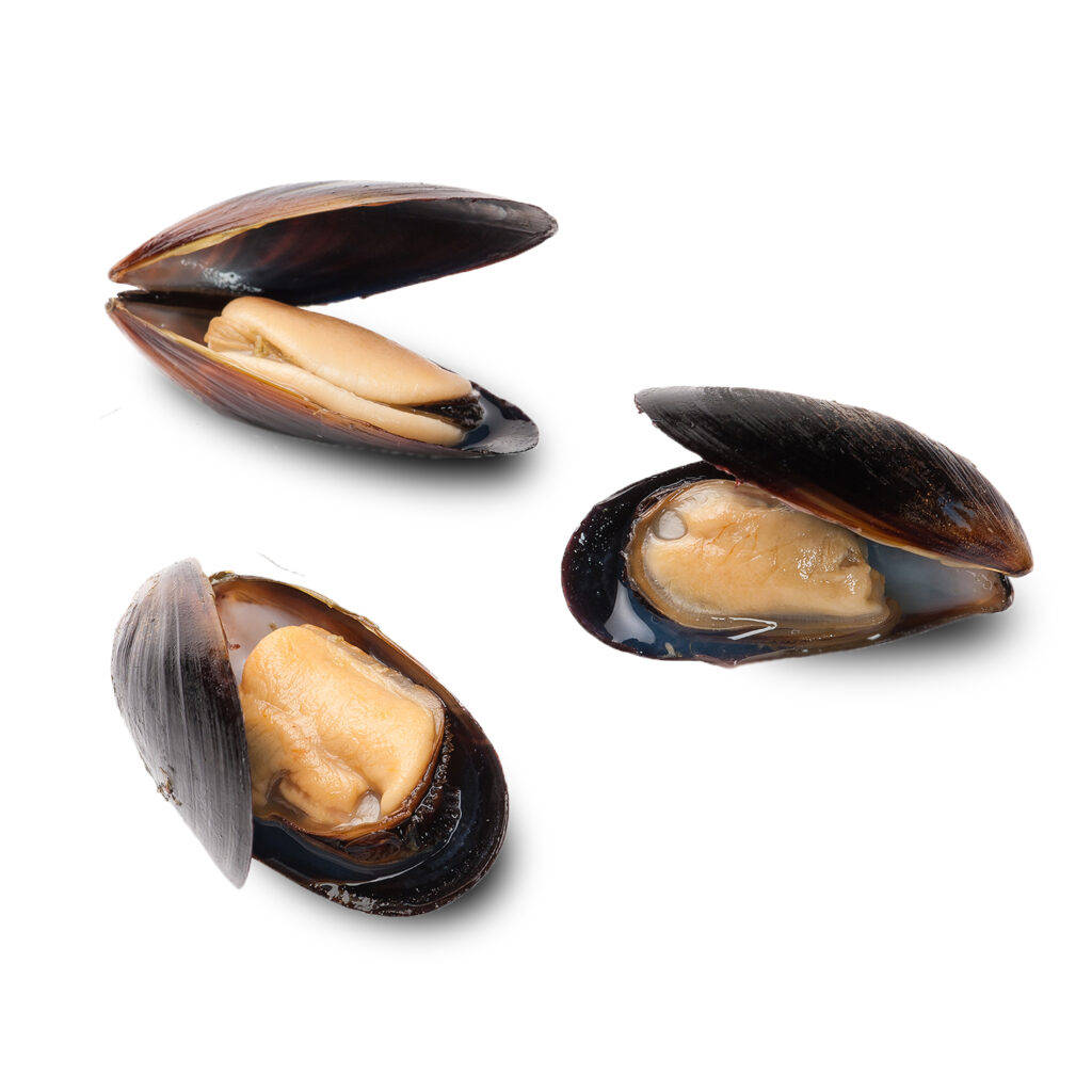 Brown Mussels, opened shells, dark shells, SD Desktop Wallpaper