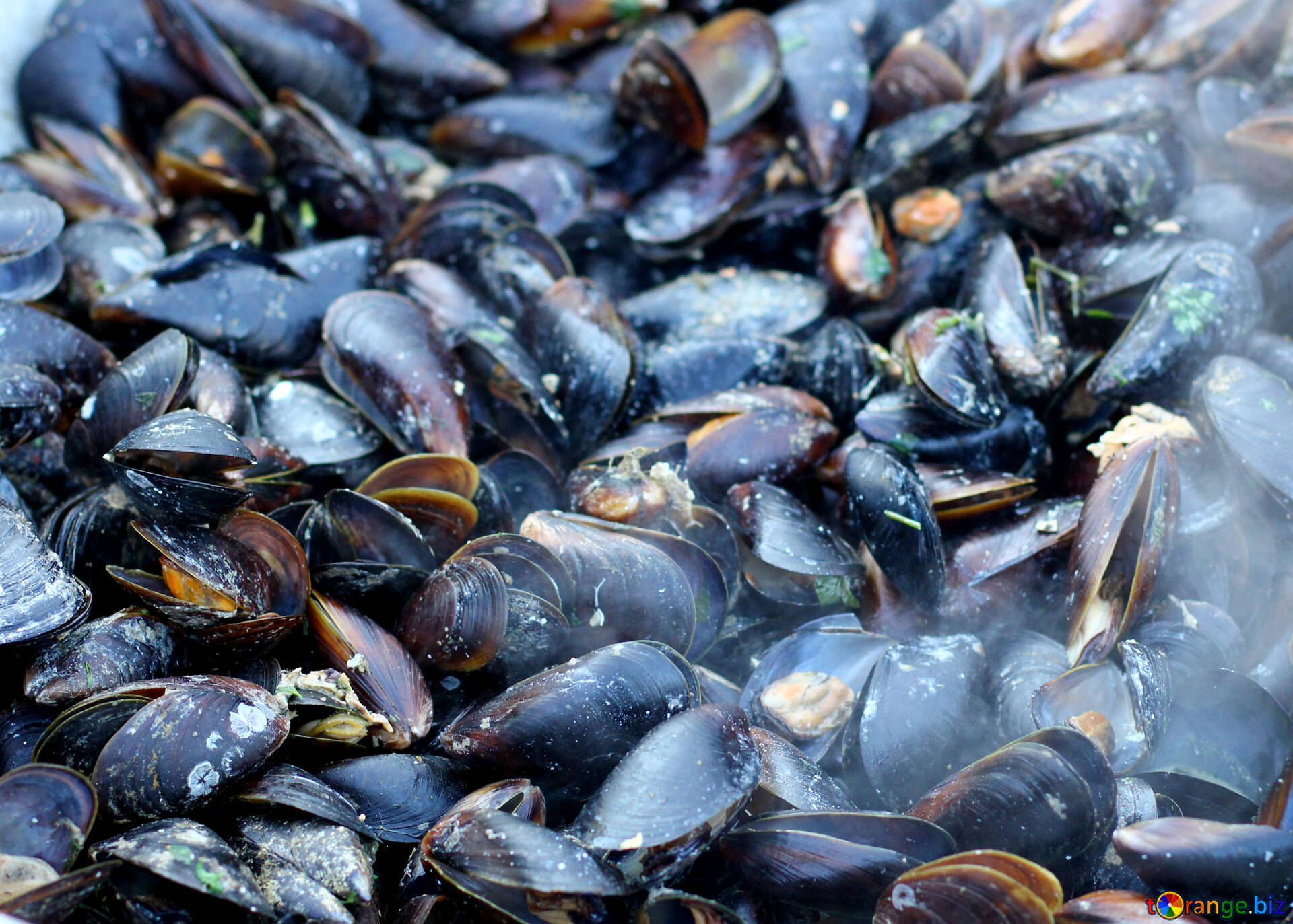 freshly steamed mussels, dark shells, green herbs, Full HD Desktop Wallpaper
