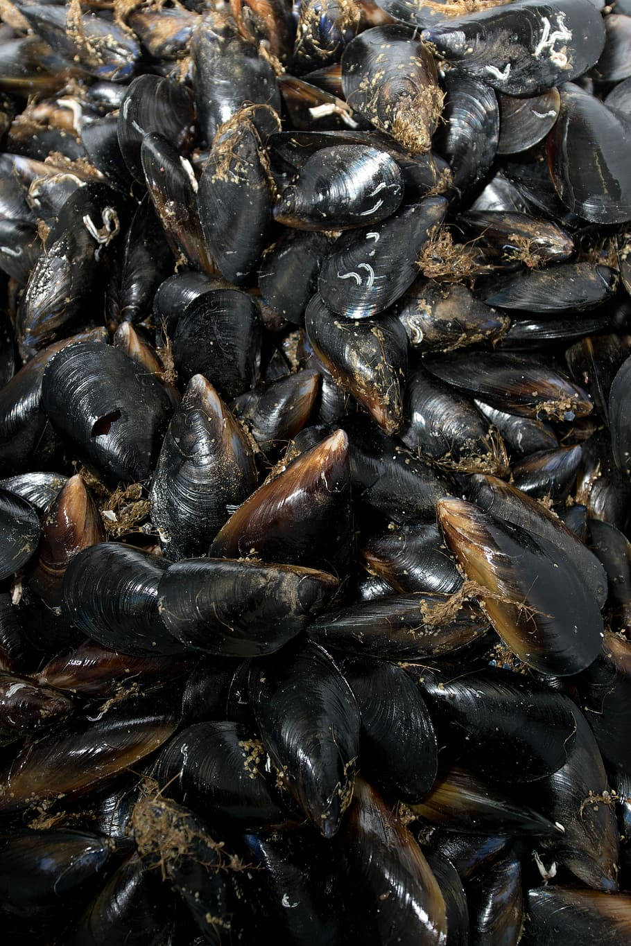 black mussel, freshwater species, dark-shelled mussels, HD Phone Wallpaper