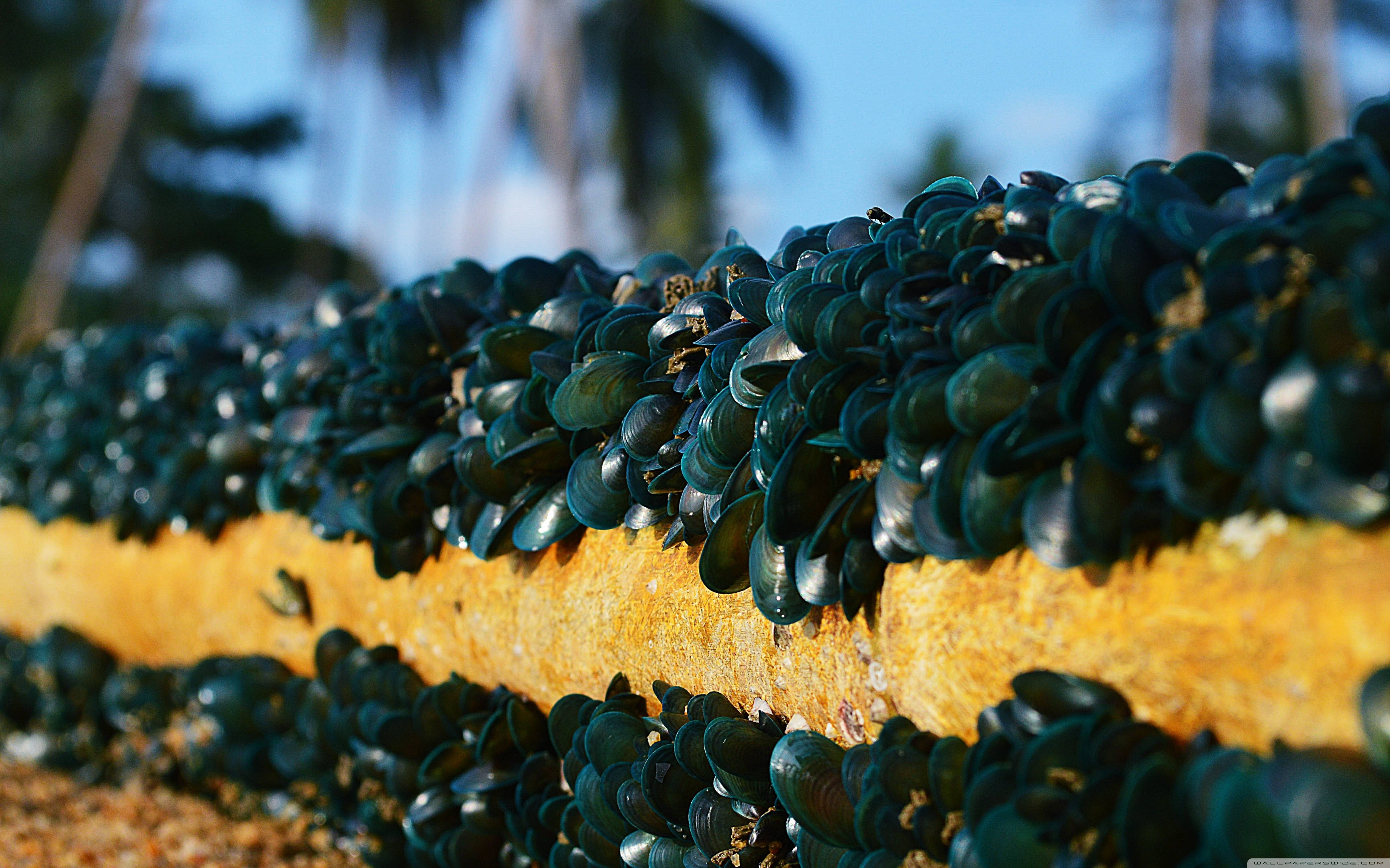 mussels, seawall, orange-yellow concrete wall, 4K Desktop Wallpaper