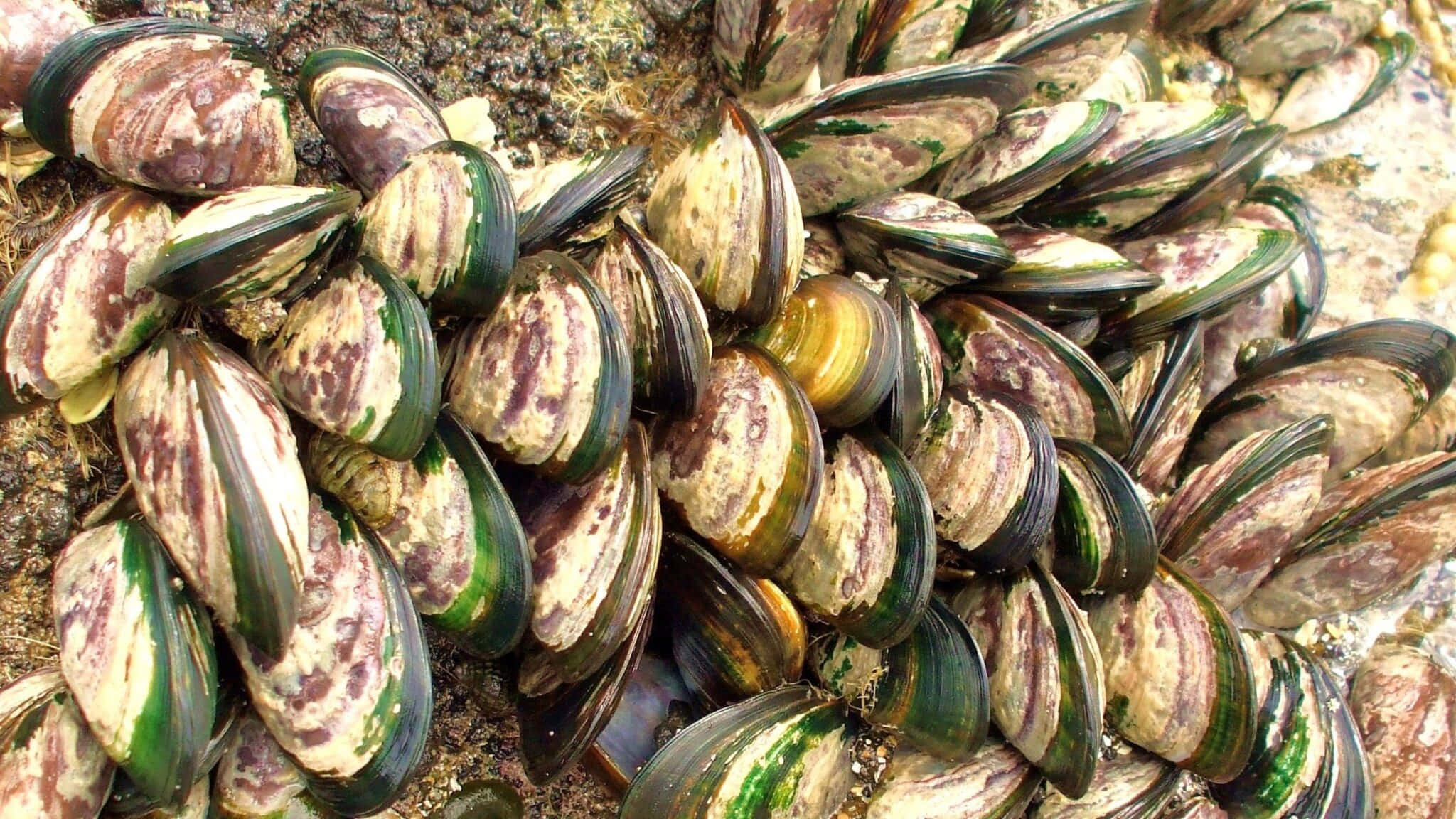 mussels, rocky shore, green, Full HD Desktop Wallpaper