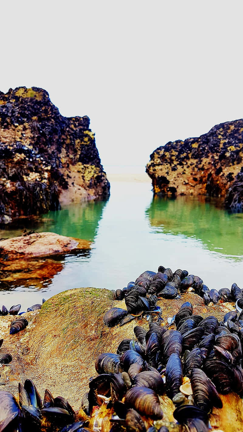 mussels, rocky shoreline, sunlit rocks, HD Phone Wallpaper