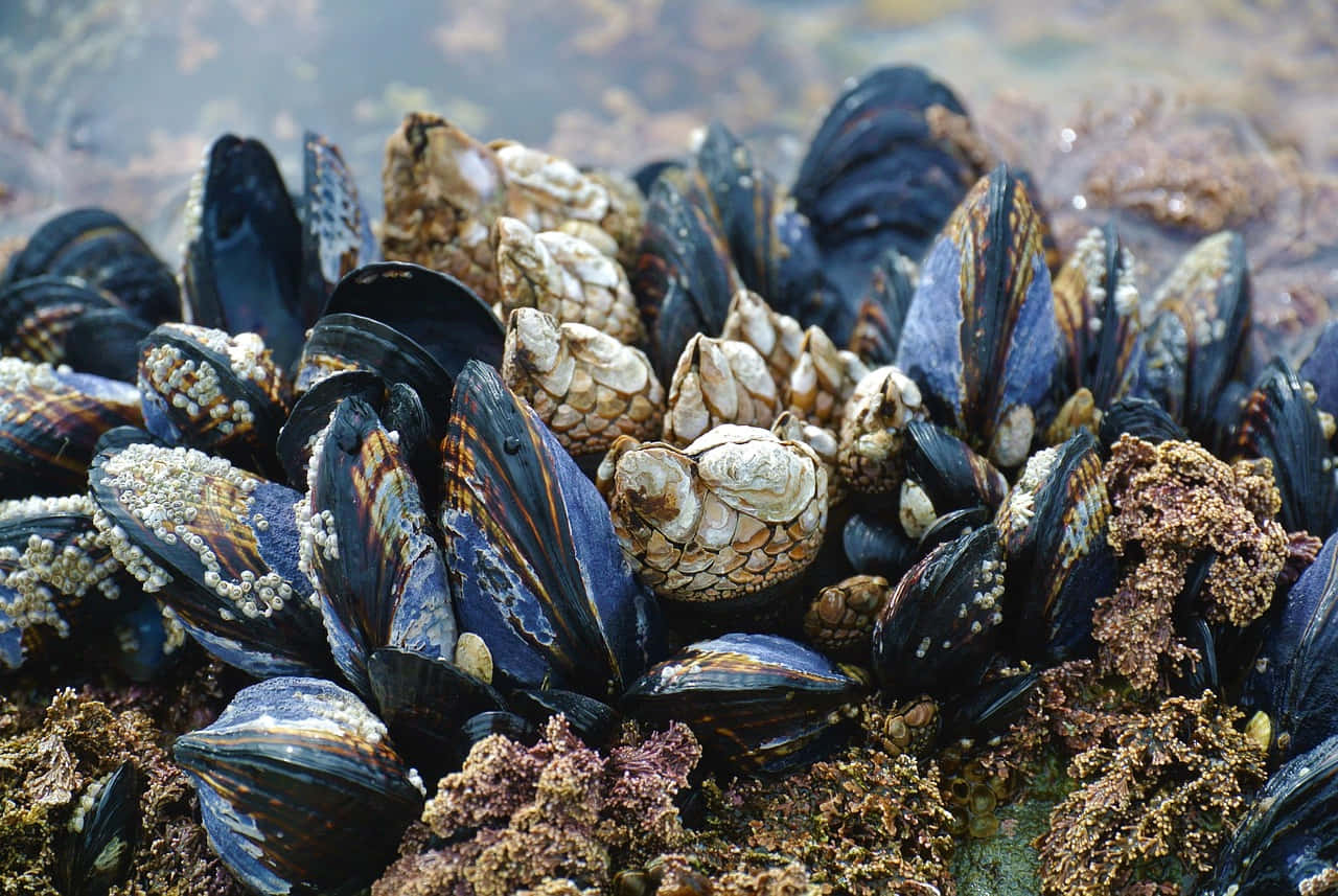 mussels, barnacles, wet, HD Desktop Wallpaper