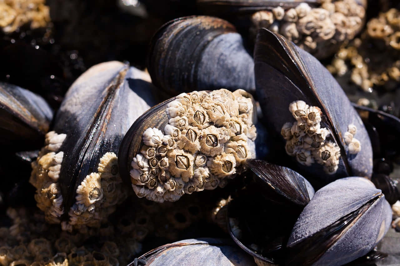 mussels, barnacles, dark blue, HD Desktop Wallpaper