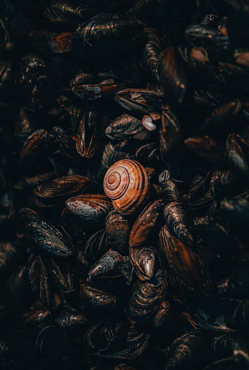 snail shell, striped, dark mussels, SD Phone Wallpaper