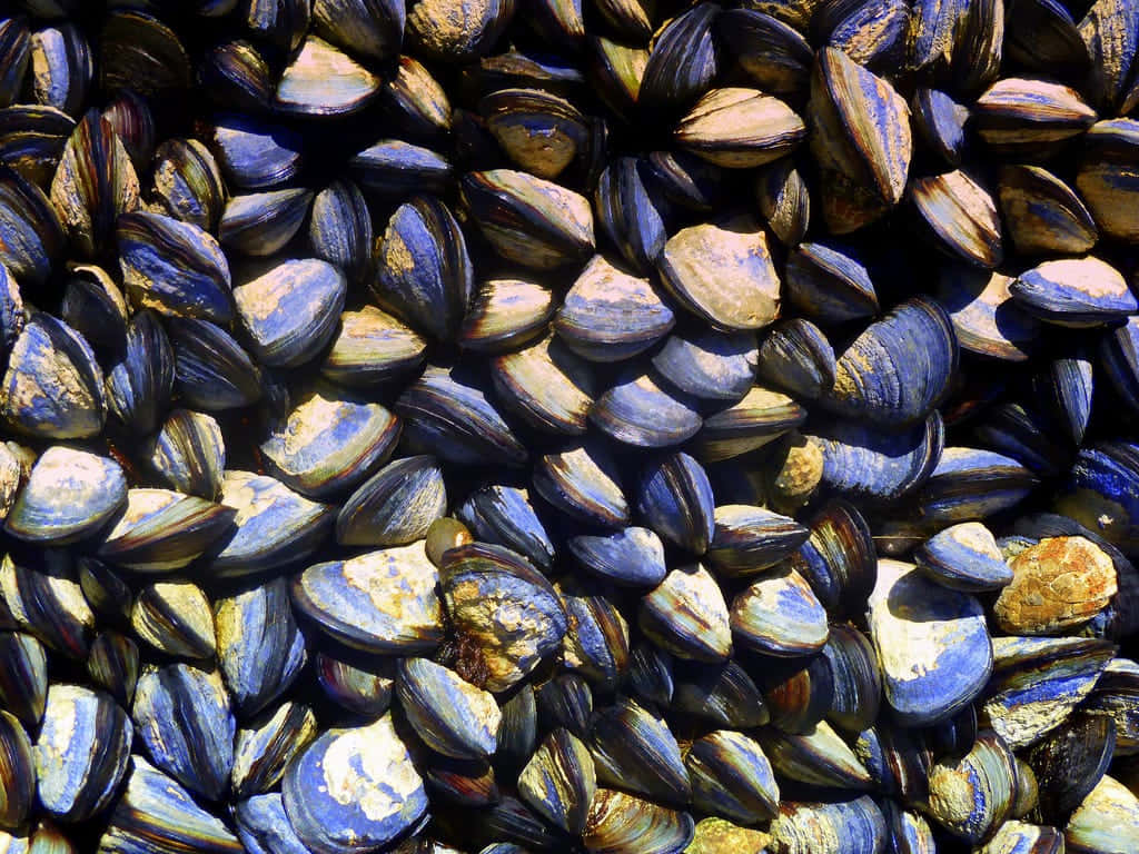 clustered mussels texture, blue and beige mussel shells, bright sunlight, SD Desktop Wallpaper