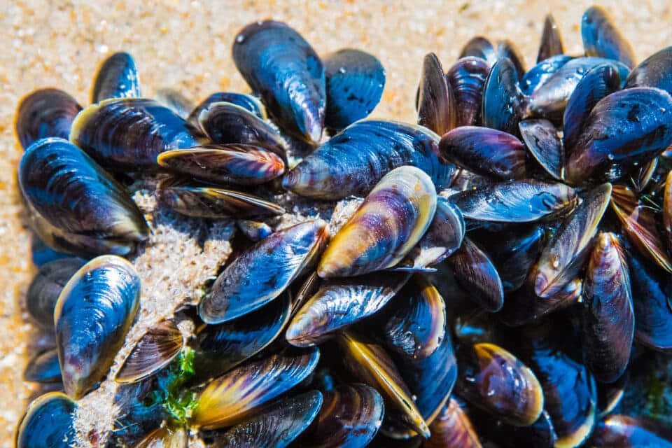 Clusterof Musselson Rocky Shore, glossy blue, purple mussels, SD Desktop Wallpaper