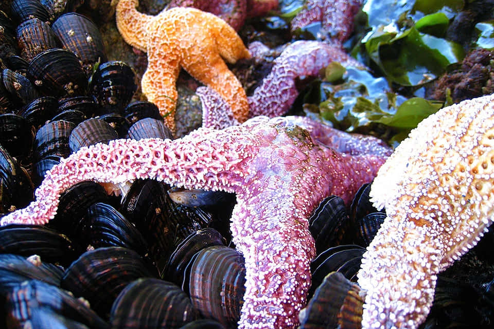 colorful starfish, mussels, tidepool, SD Desktop Wallpaper