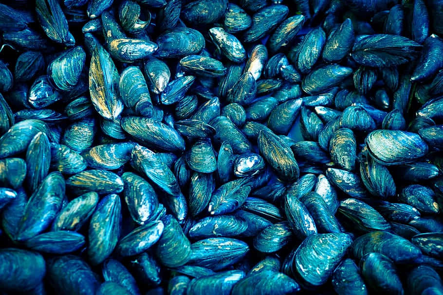 blue mussel, iridescent teal, silver highlights, SD Desktop Wallpaper
