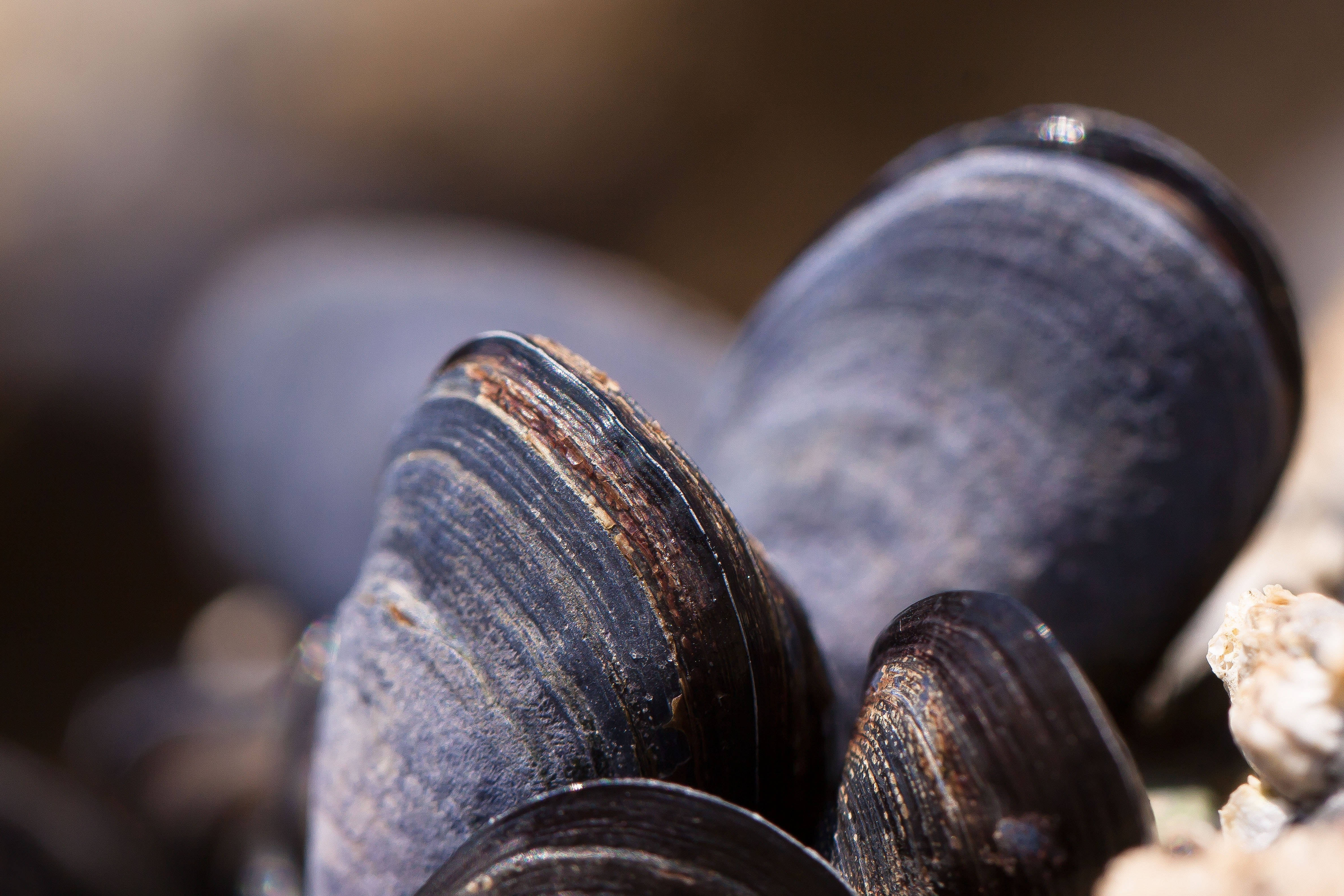 seafood mussels, black shells, dark blue mussels, 4K Desktop Wallpaper