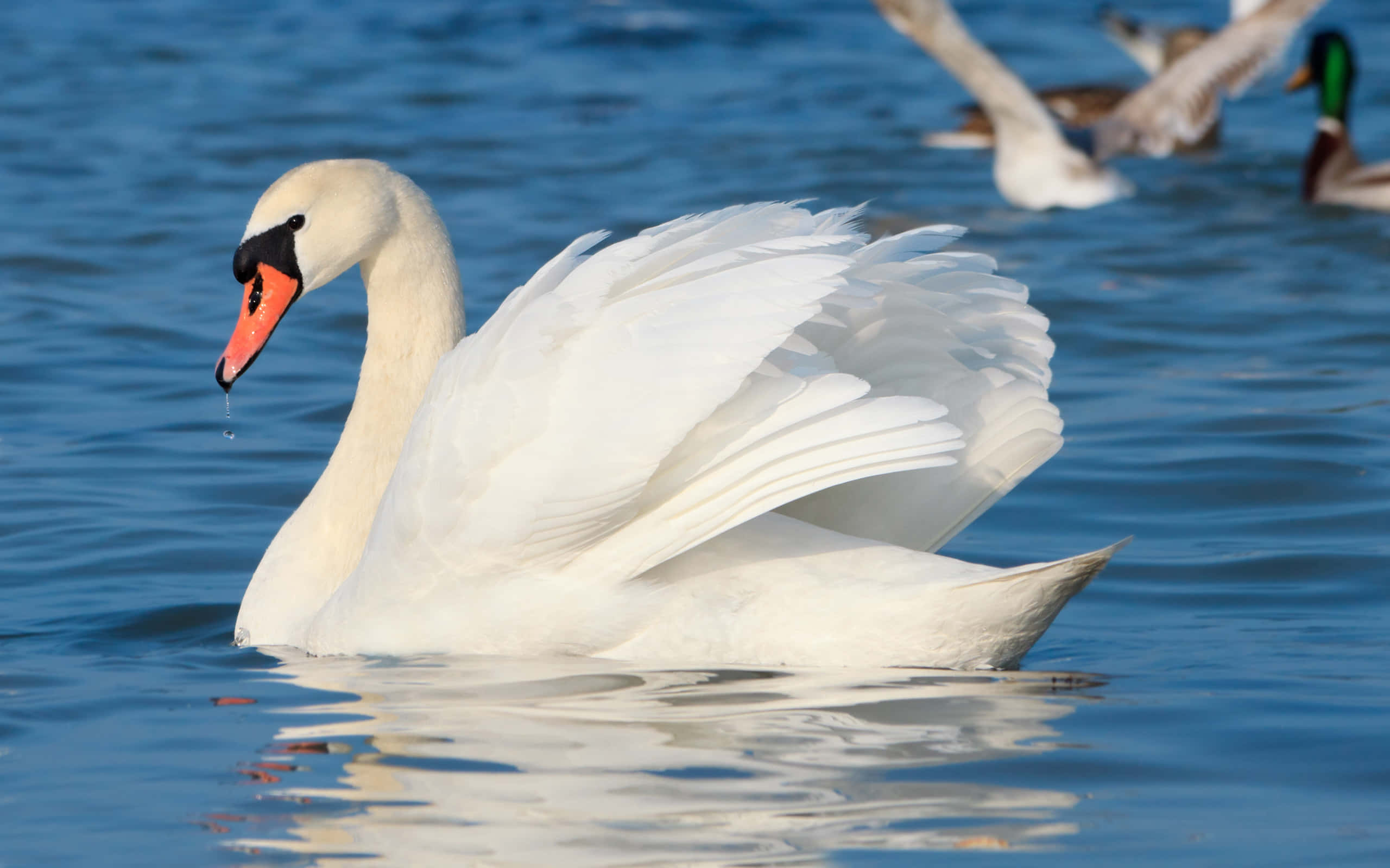 Mute, white swan, vibrant orange beak, 2K Desktop Wallpaper