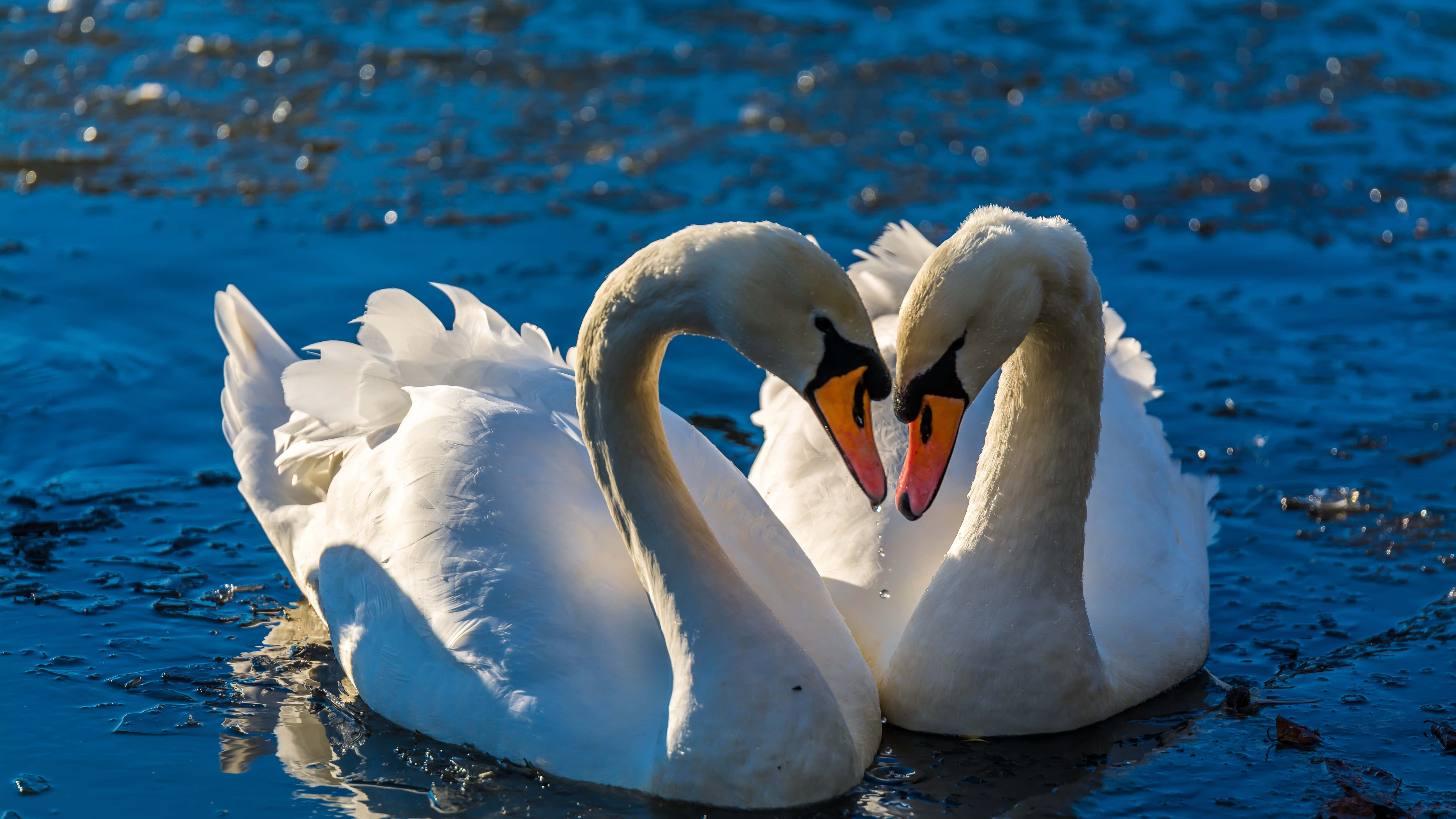 Mute, white swans, heart shape, 5K Desktop Wallpaper