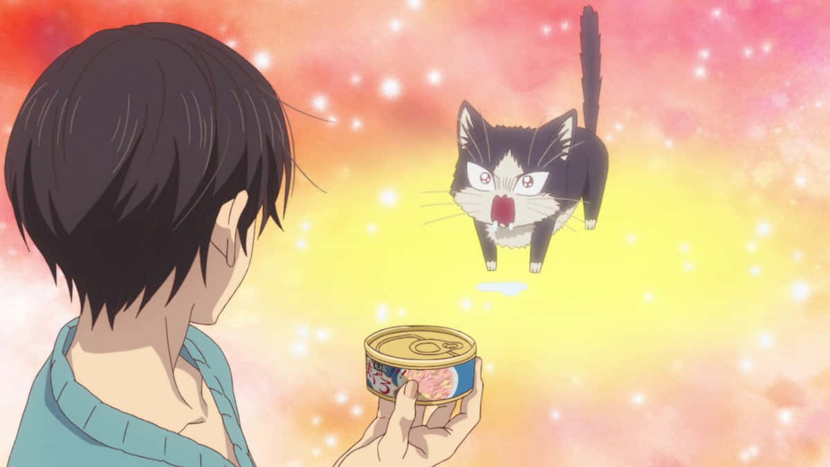 feline friend, cat food can, floating black and white cat, SD Desktop Wallpaper