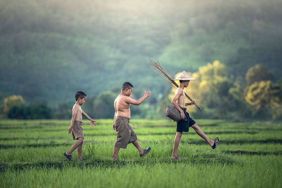Myanmar, rice paddy, shirtless boys, SD Desktop Wallpaper