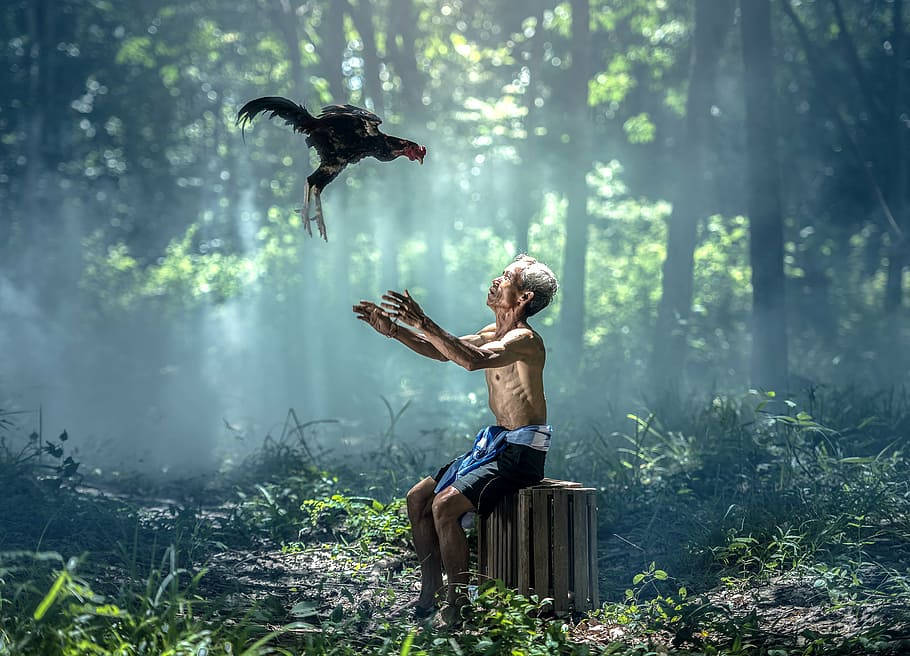 Myanmar, old man, chicken, SD Desktop Wallpaper