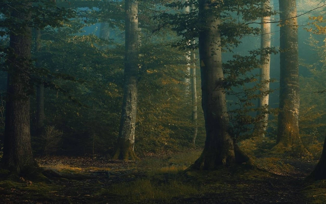 Mystical Forest, sunlight, tall trees, HD Desktop Wallpaper