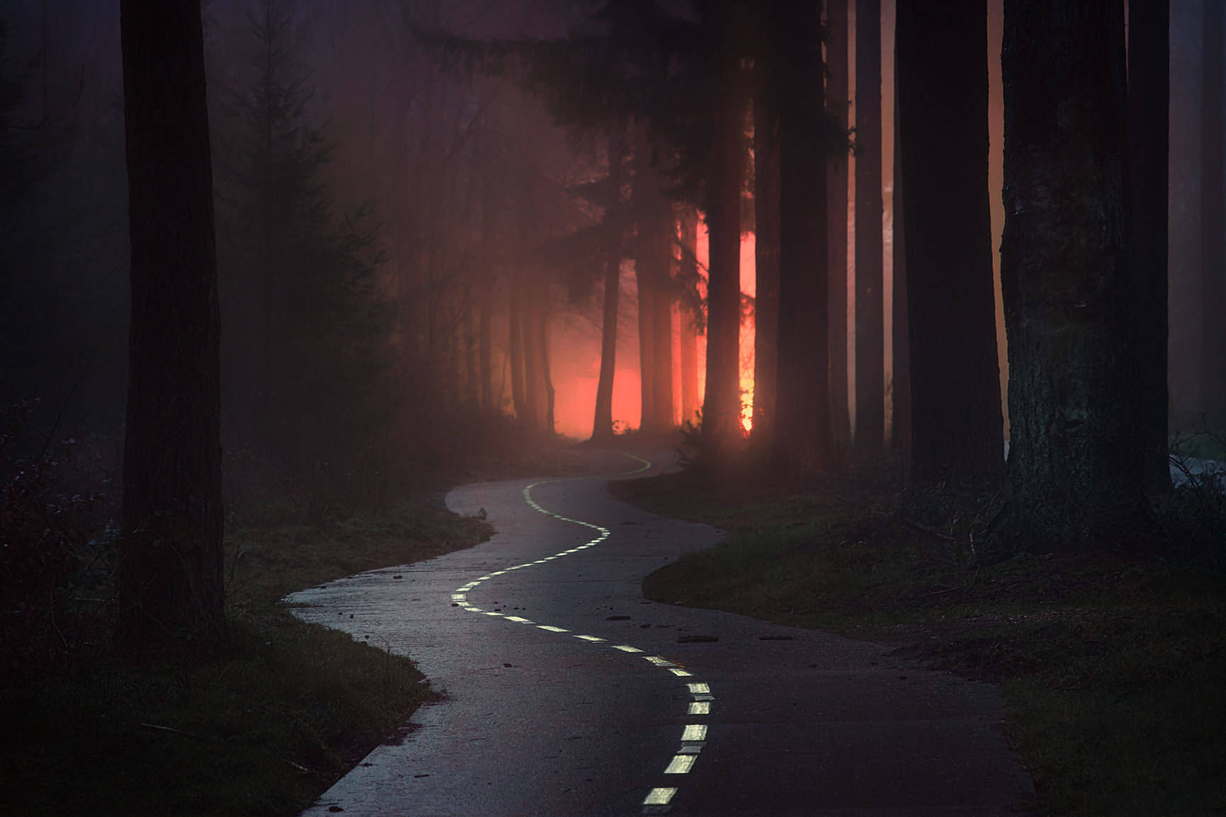 Mystical Forest, winding forest path, eerie red light, HD Desktop Wallpaper