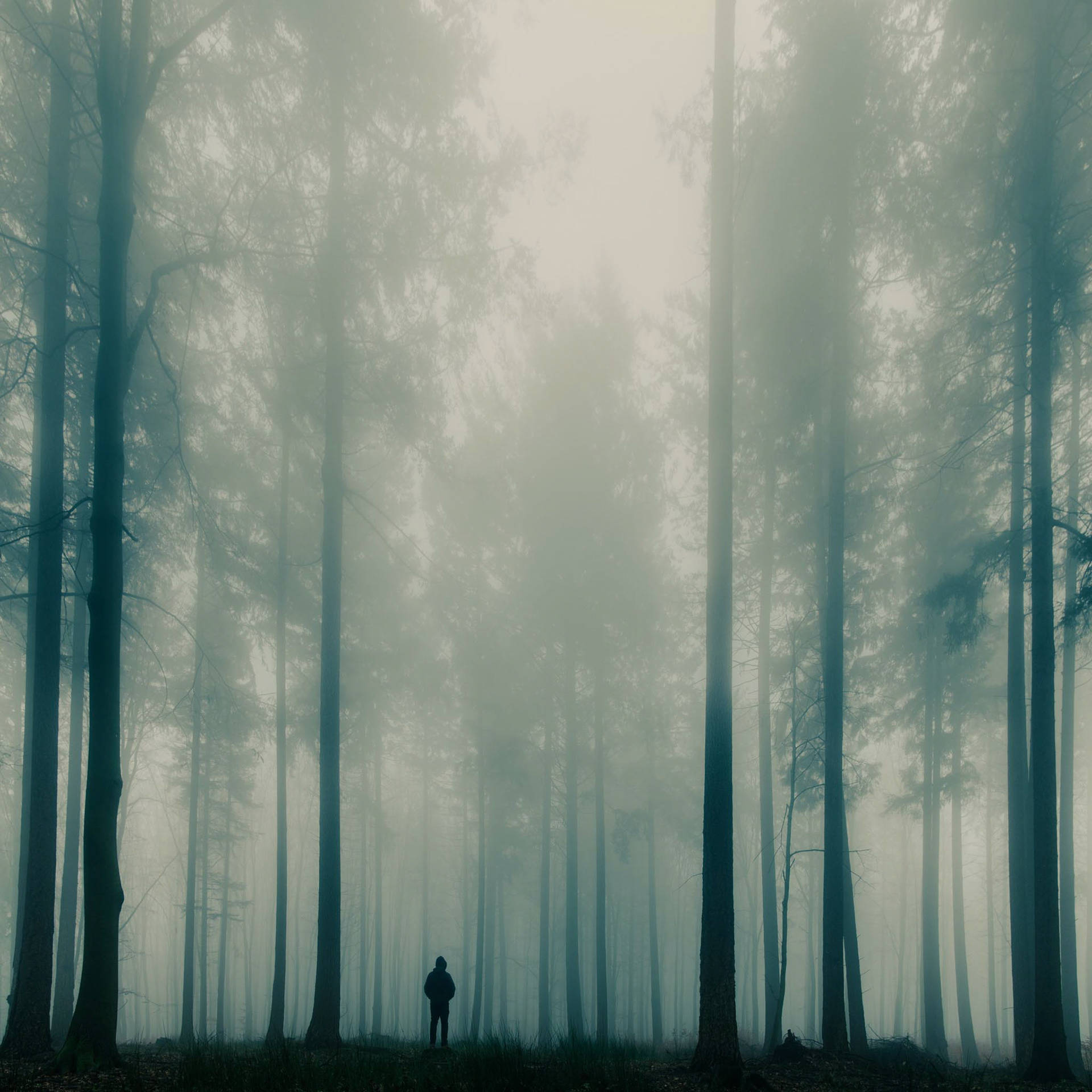 Mystical Forest, foggy, misty forest, Full HD Desktop Wallpaper