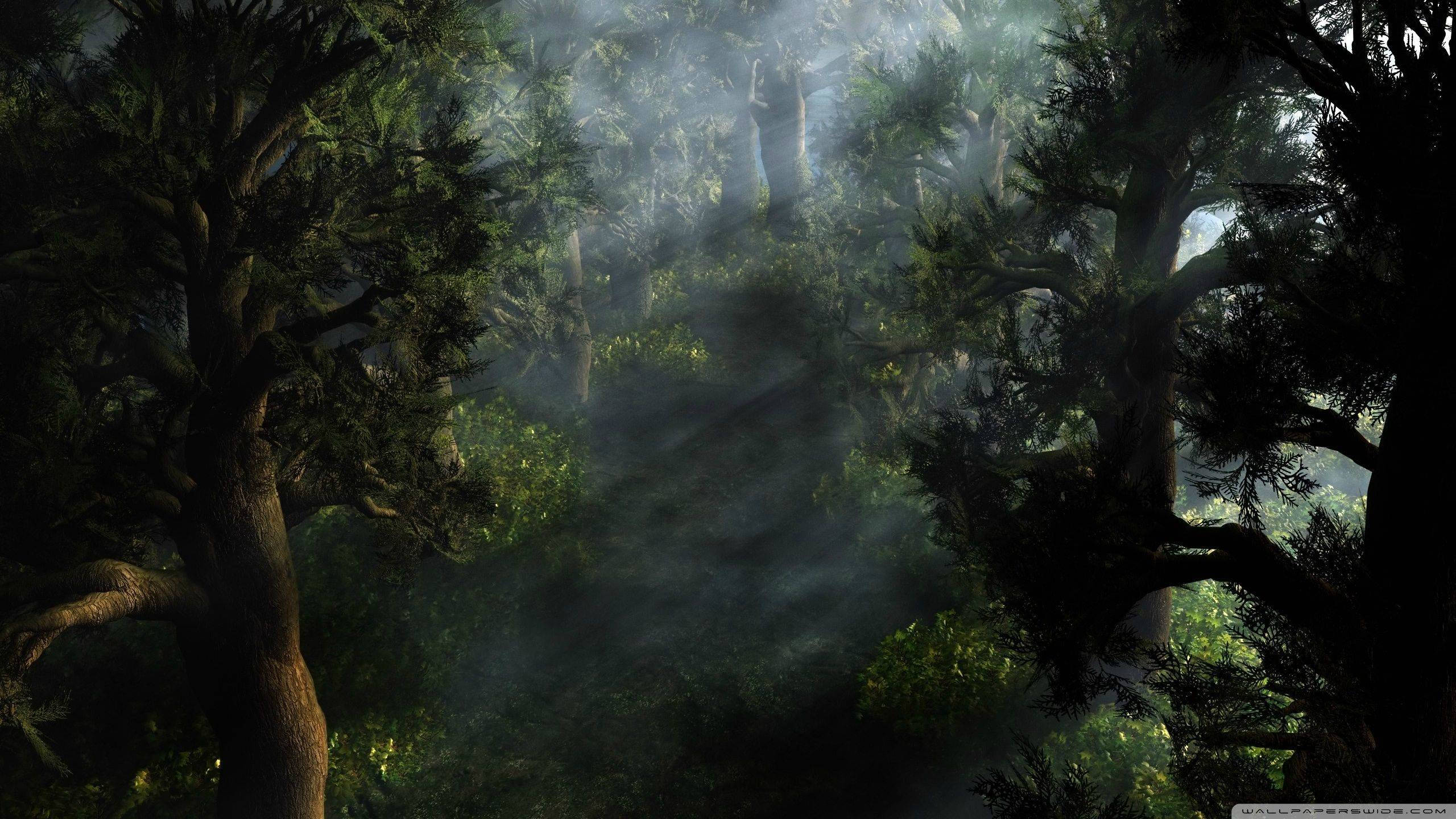 mystical forest, sunlight beams, dense misty trees, 2K Desktop Wallpaper