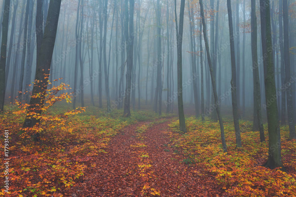 Mystical Forest, autumn forest path, tall trees, SD Desktop Wallpaper