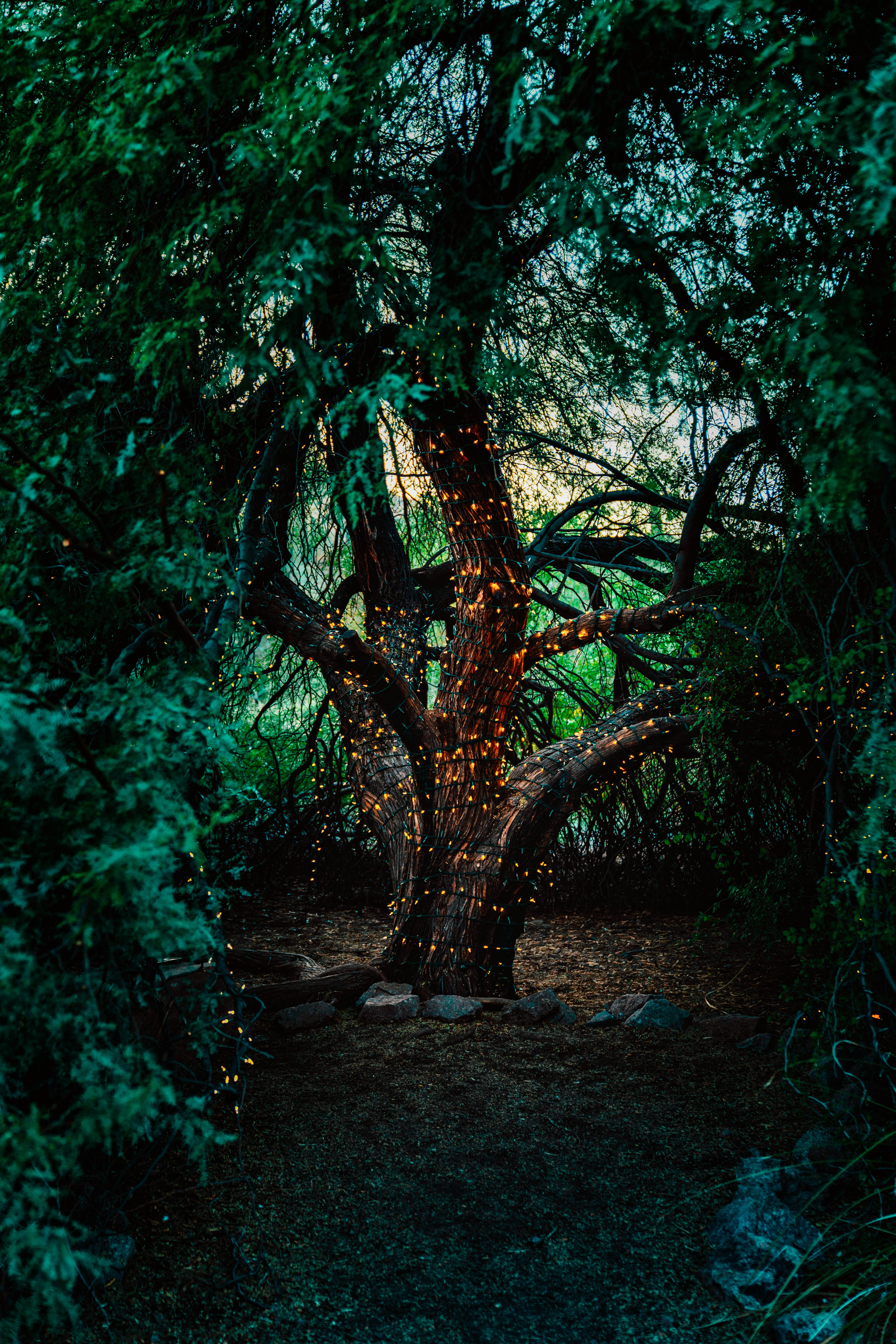 Mystical Forest, gnarled tree, dense forest, 8K Phone Wallpaper