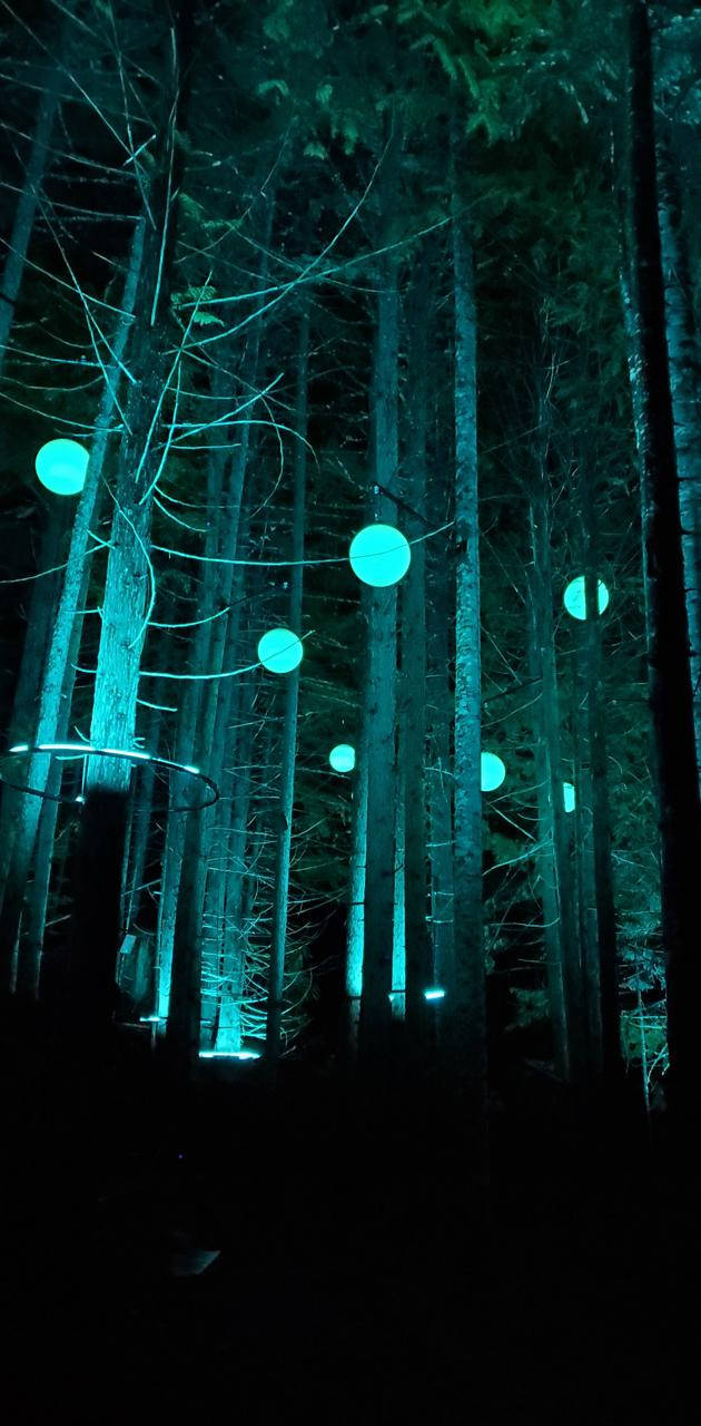 Mystical Forest, glowing teal orbs, tall dark trees, HD Phone Wallpaper