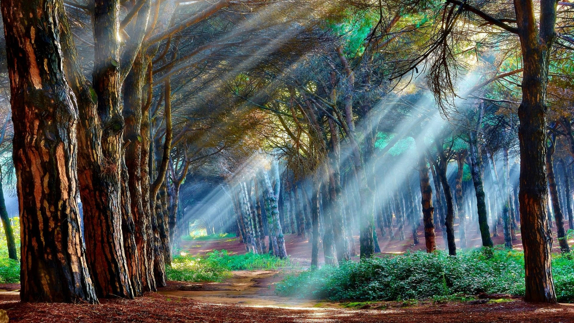 mystical forest, sunlight beams, tall pine trees, Full HD Desktop Wallpaper