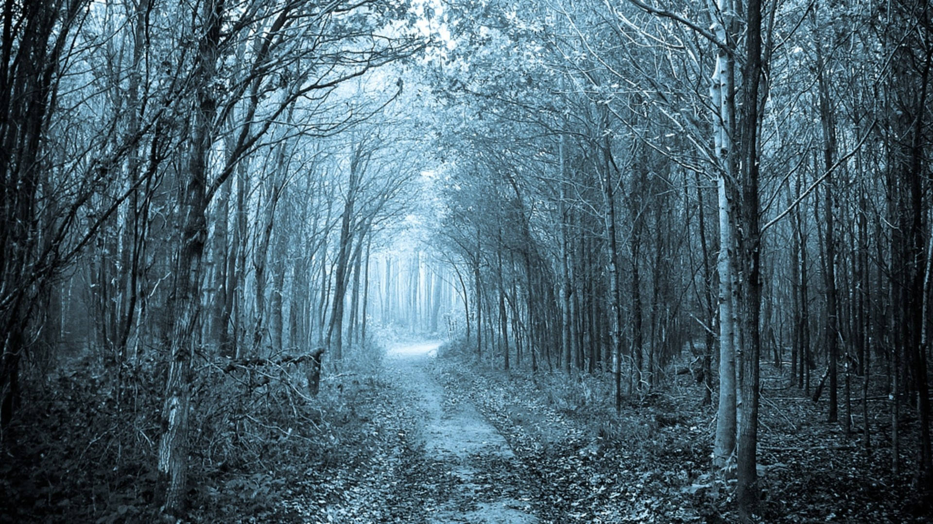 mystical forest, misty blue-toned forest path, bare trees, Full HD Desktop Wallpaper