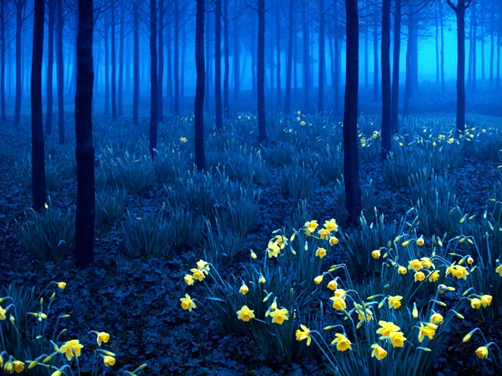 mystical forest, yellow daffodils, misty blue forest floor, HD Desktop Wallpaper