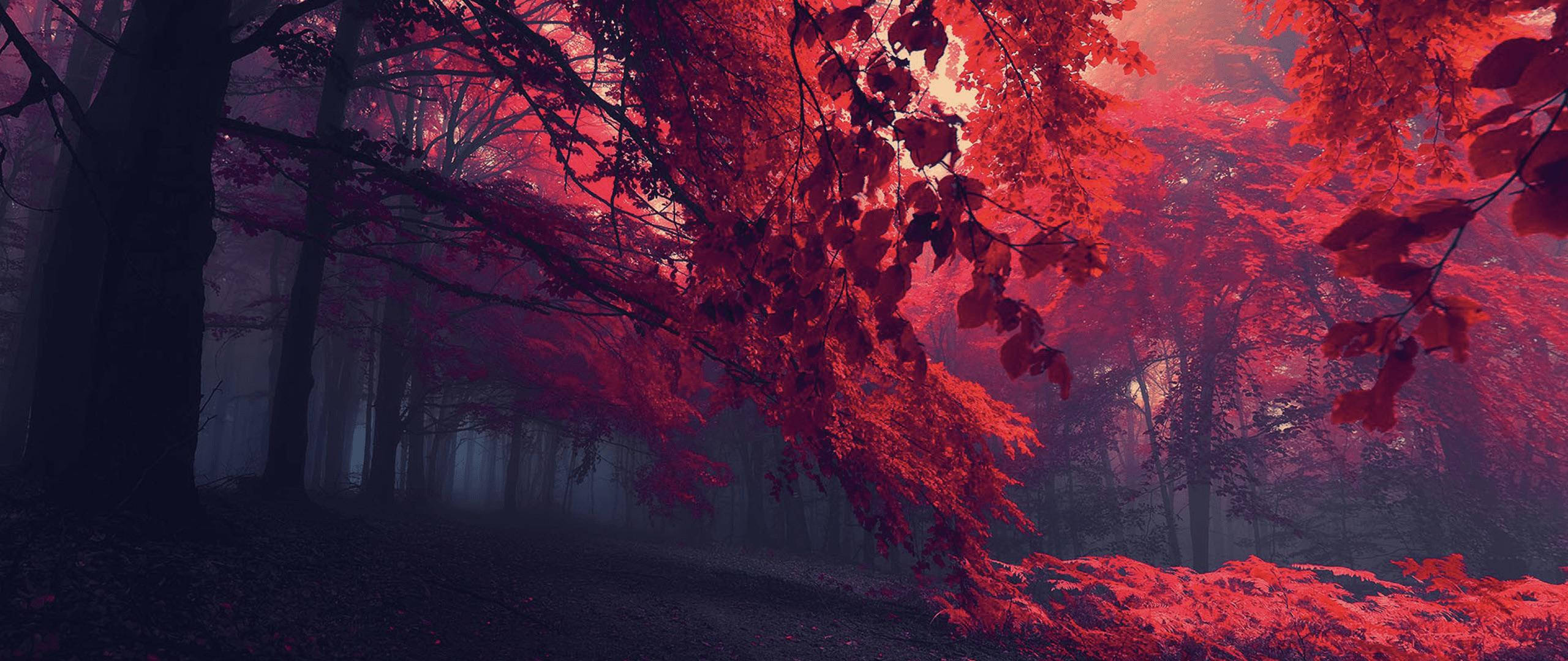 Mystical Forest, crimson light, vibrant red autumn leaves, 2K Desktop Wallpaper