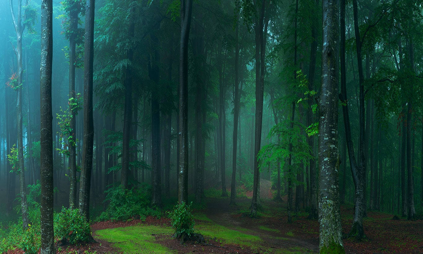 mystical forest, forest path, tall trees, HD Desktop Wallpaper