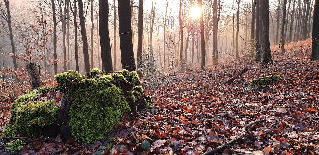 mossy stump, bare trees, misty autumn forest, SD Desktop Wallpaper