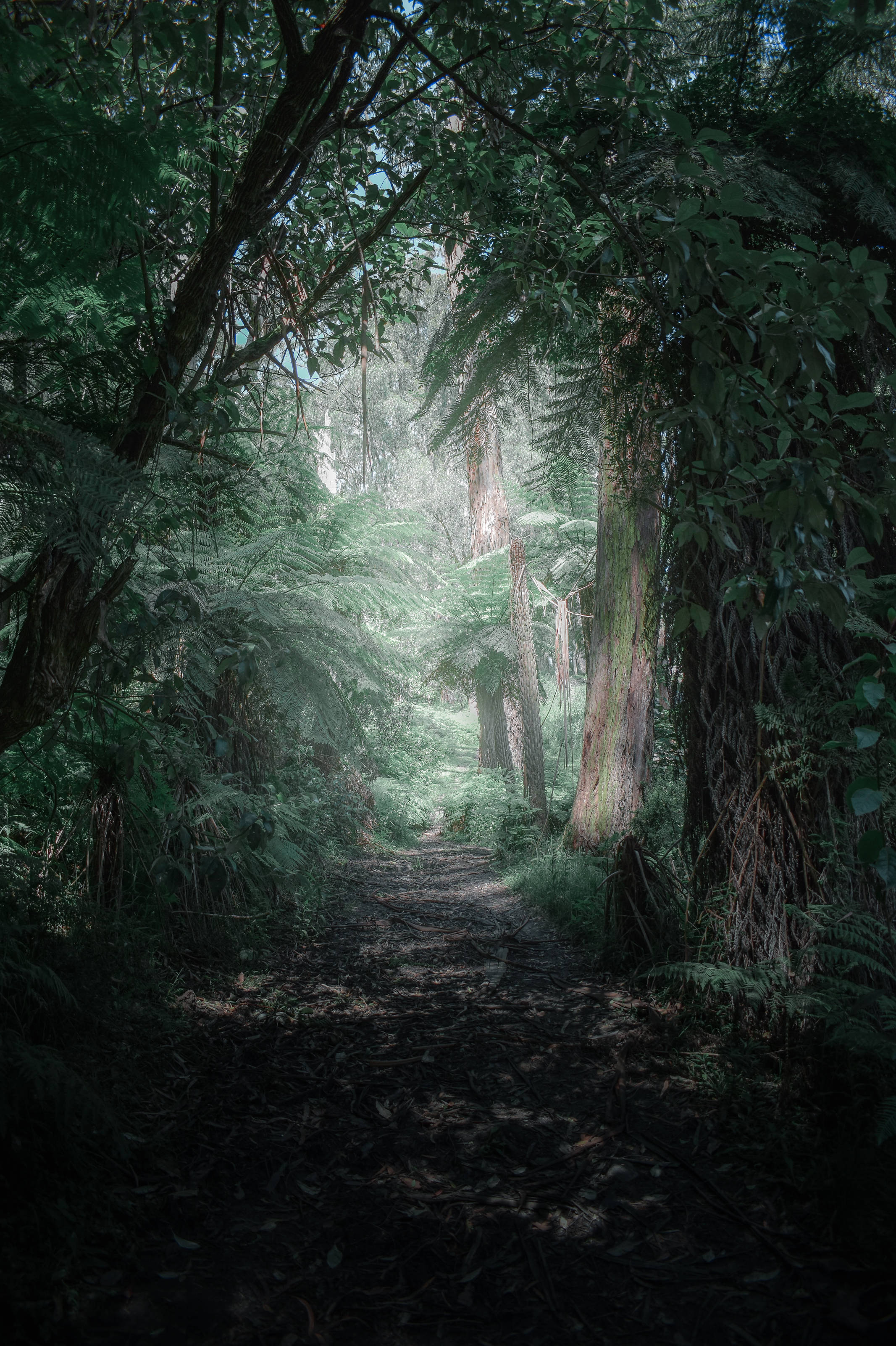 Mystical Forest, misty forest path, towering ferns, 2K Phone Wallpaper