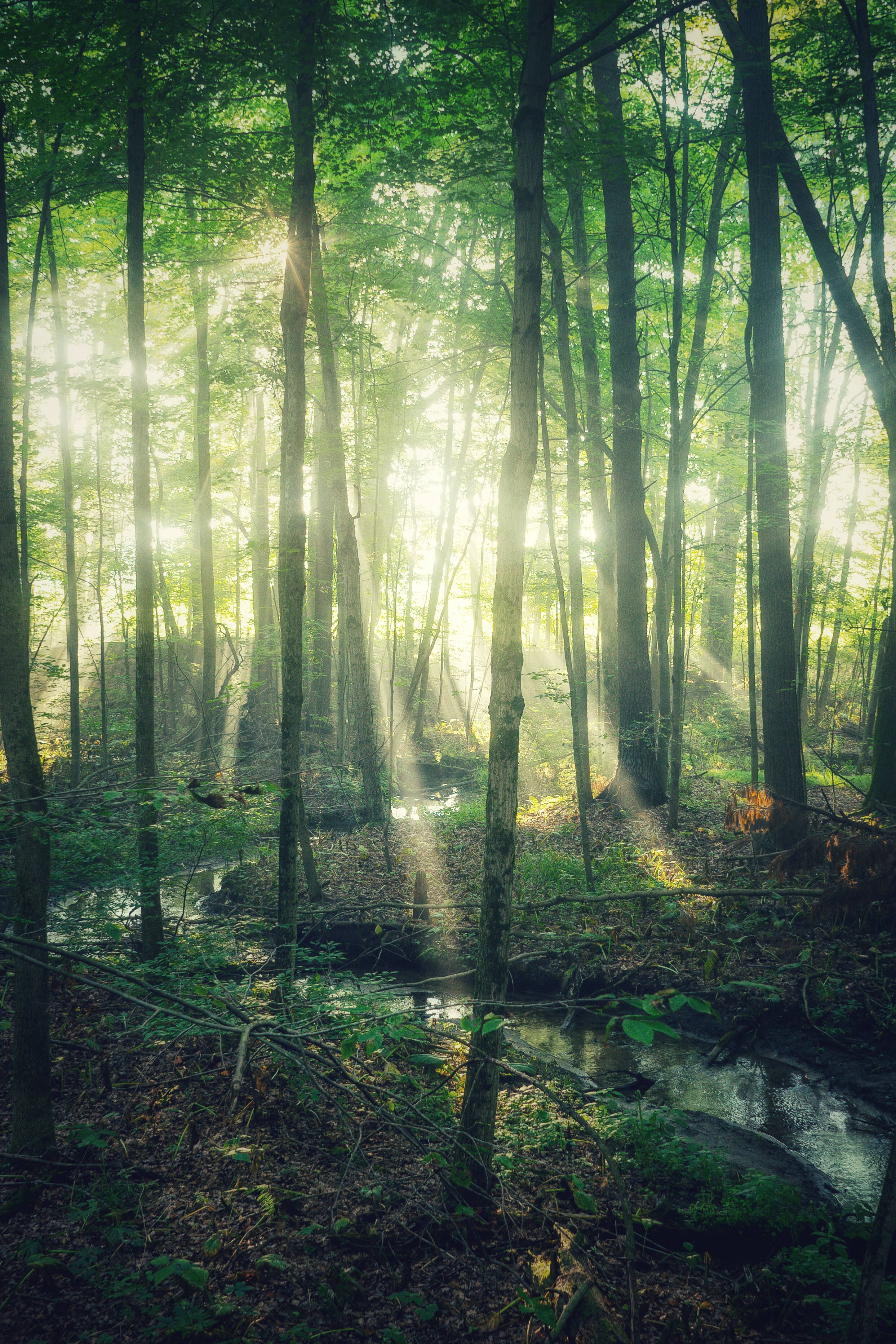 Mystical Forest, sunlight beams, dense green forest canopy, 2K Phone Wallpaper