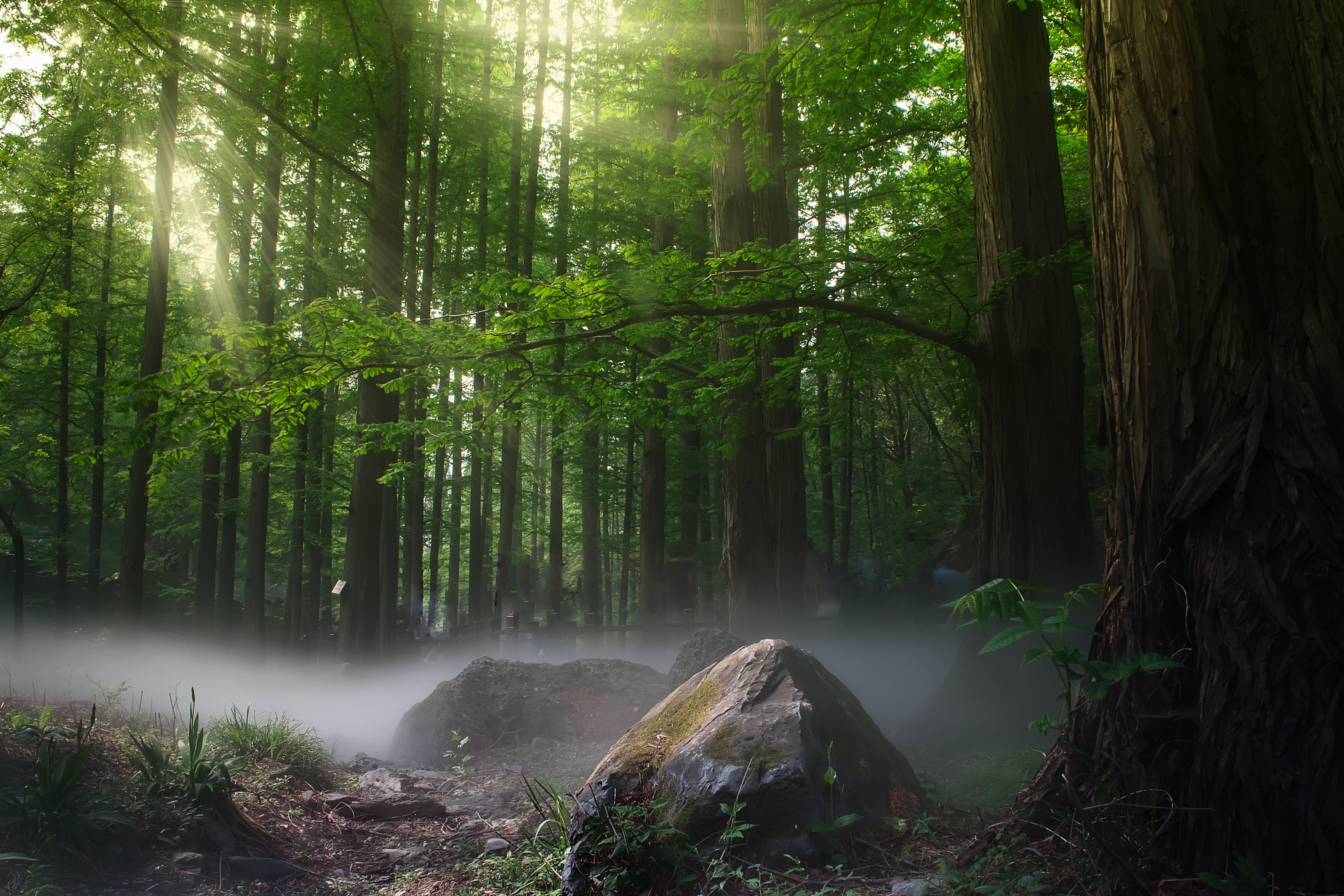 Mystical Forest, sunlight, towering trees, 5K Desktop Wallpaper