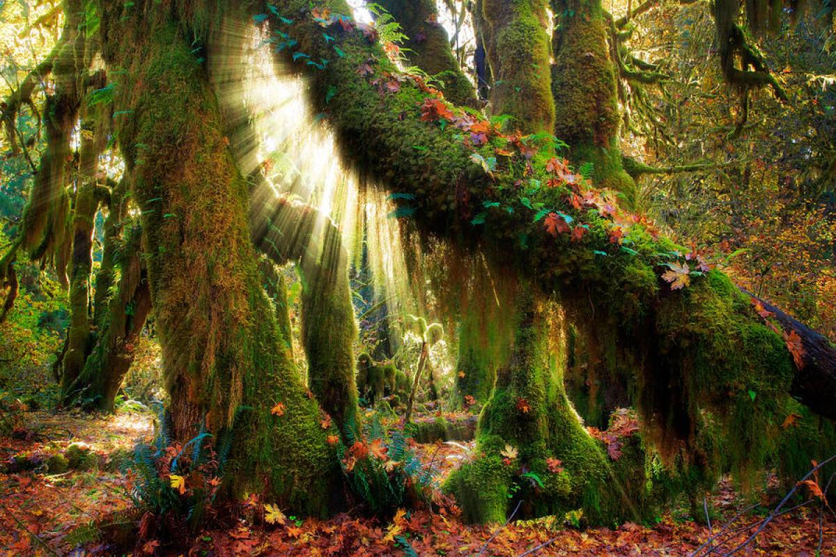 Mystical Forest, mossy forest canopy, ancient trees, SD Desktop Wallpaper