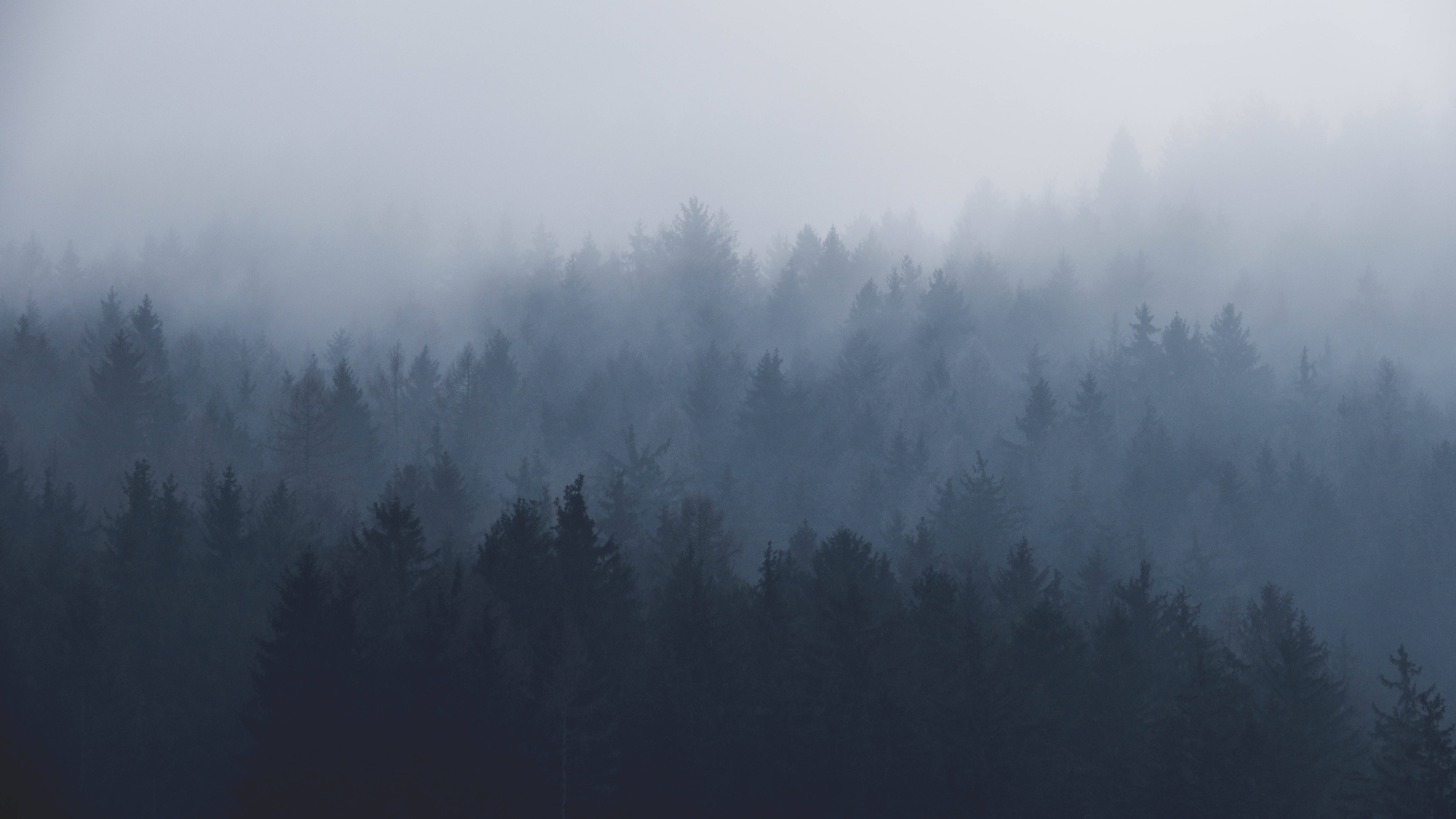 dense forest, pine trees, thick mist, 5K Desktop Wallpaper