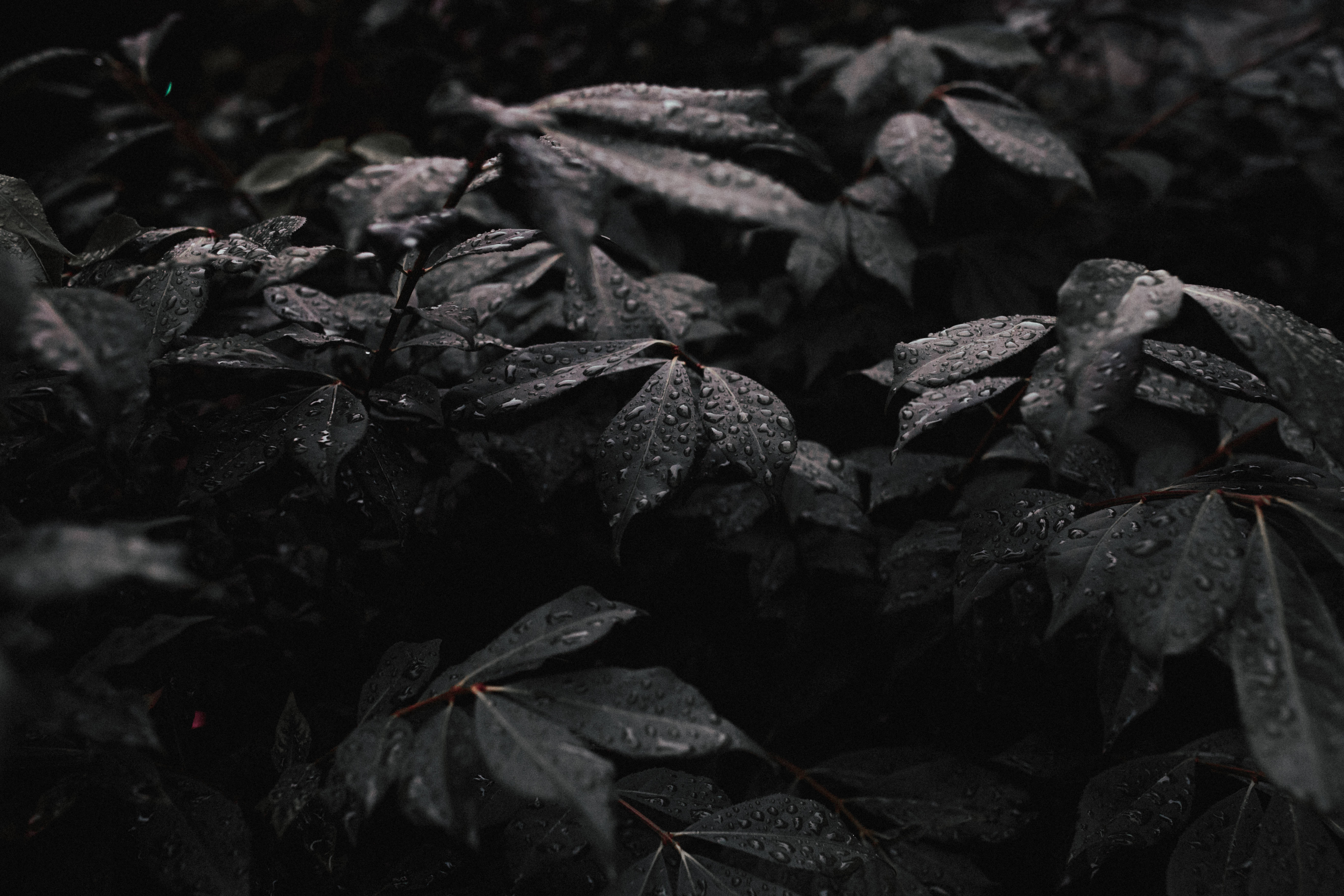 mysterious path, enchanted forest, dark wet leaves, 5K Desktop Wallpaper