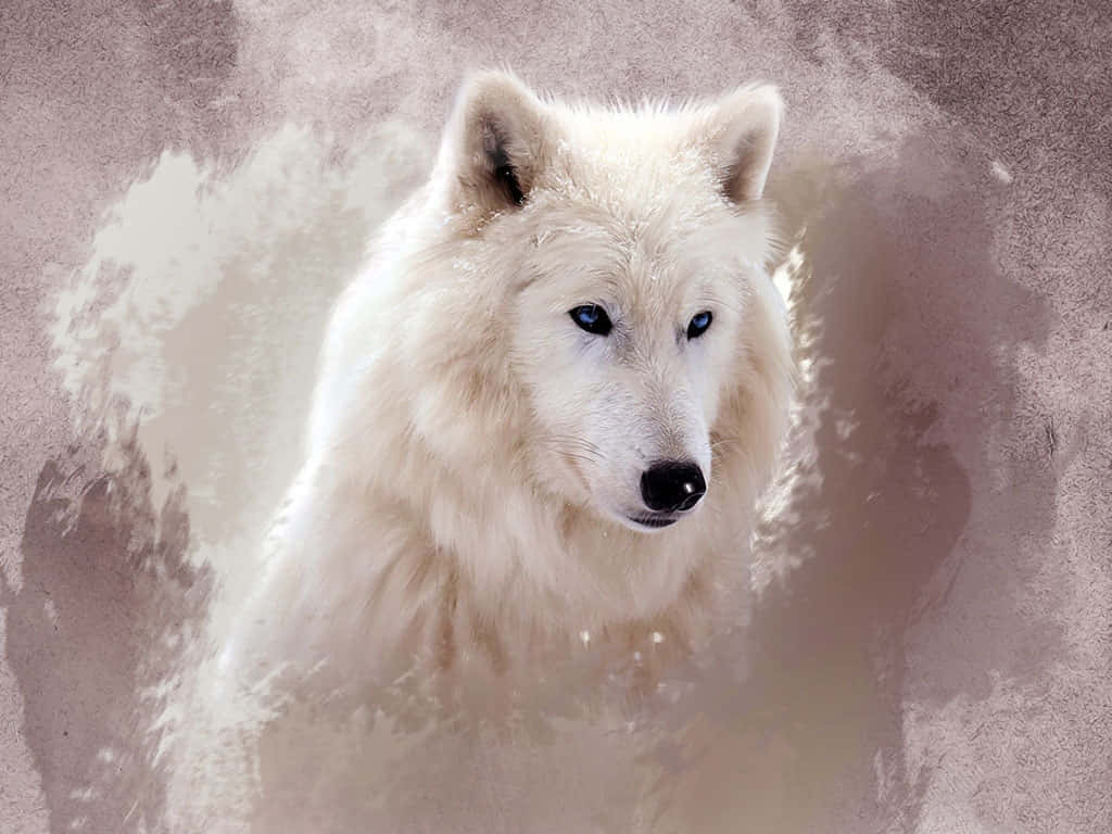 Mystical White Wolf, piercing blue eyes, soft textured snowy backdrop, SD Desktop Wallpaper