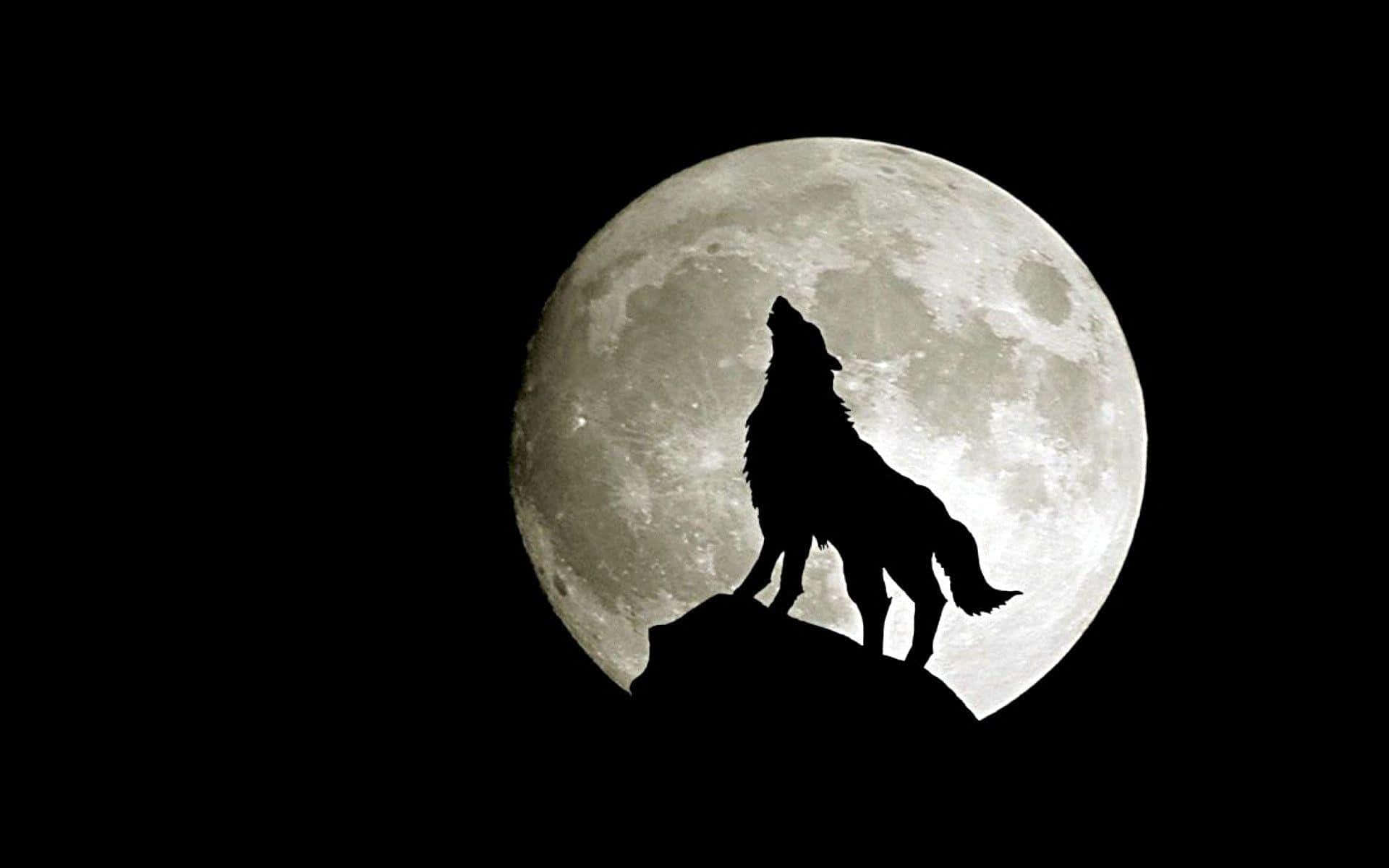 Mystical Wolf, full moon, rocky peak, Full HD Desktop Wallpaper