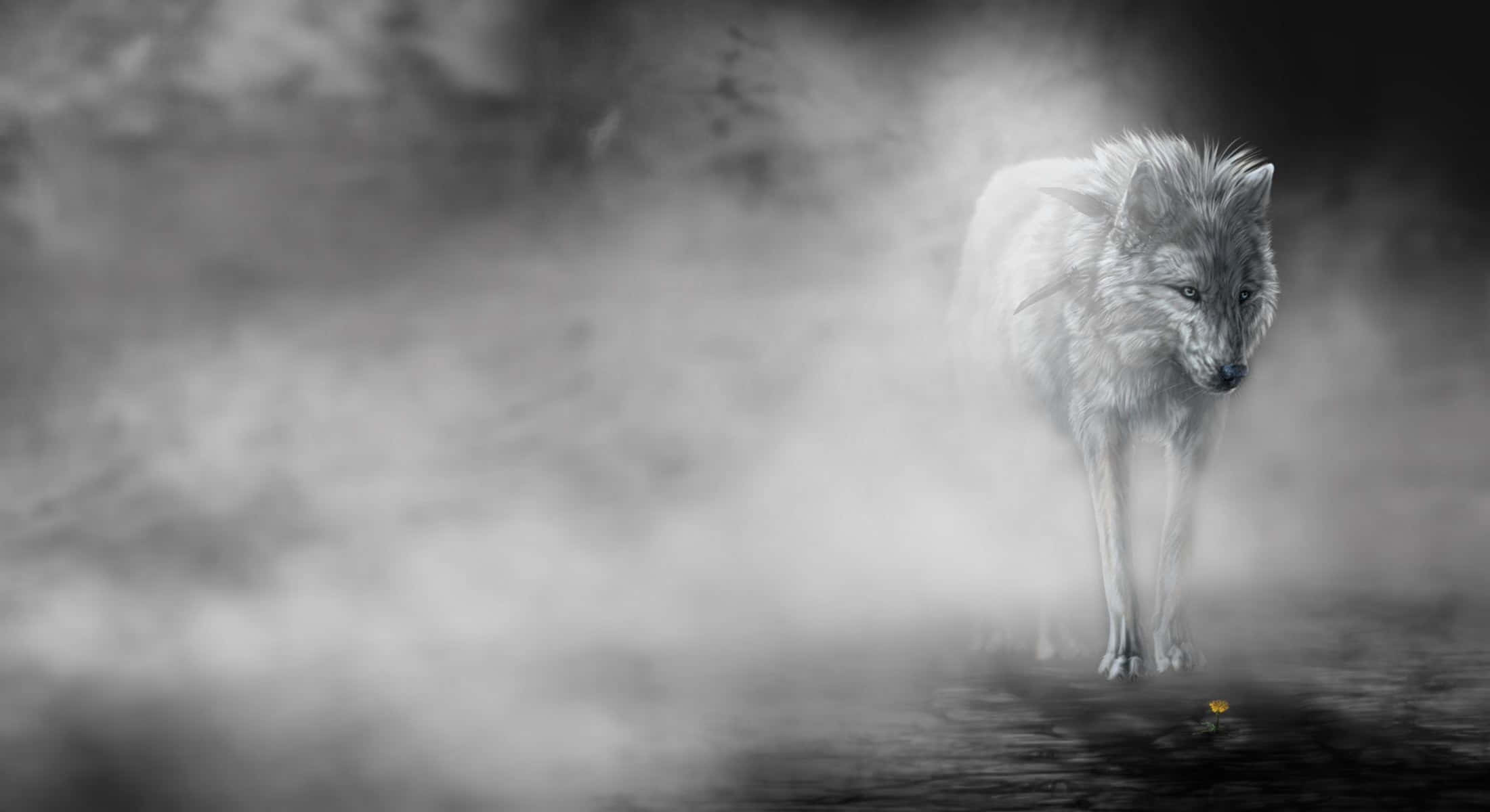 Mystical Wolf, white wolf, misty water, Full HD Desktop Wallpaper
