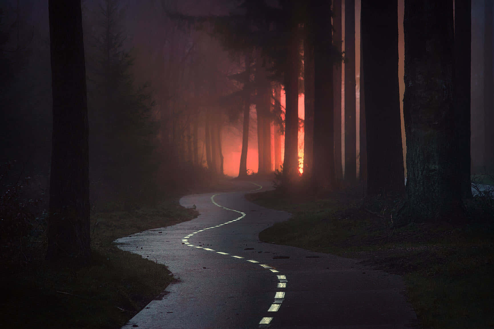 winding forest path, eerie red light, tall trees, HD Desktop Wallpaper