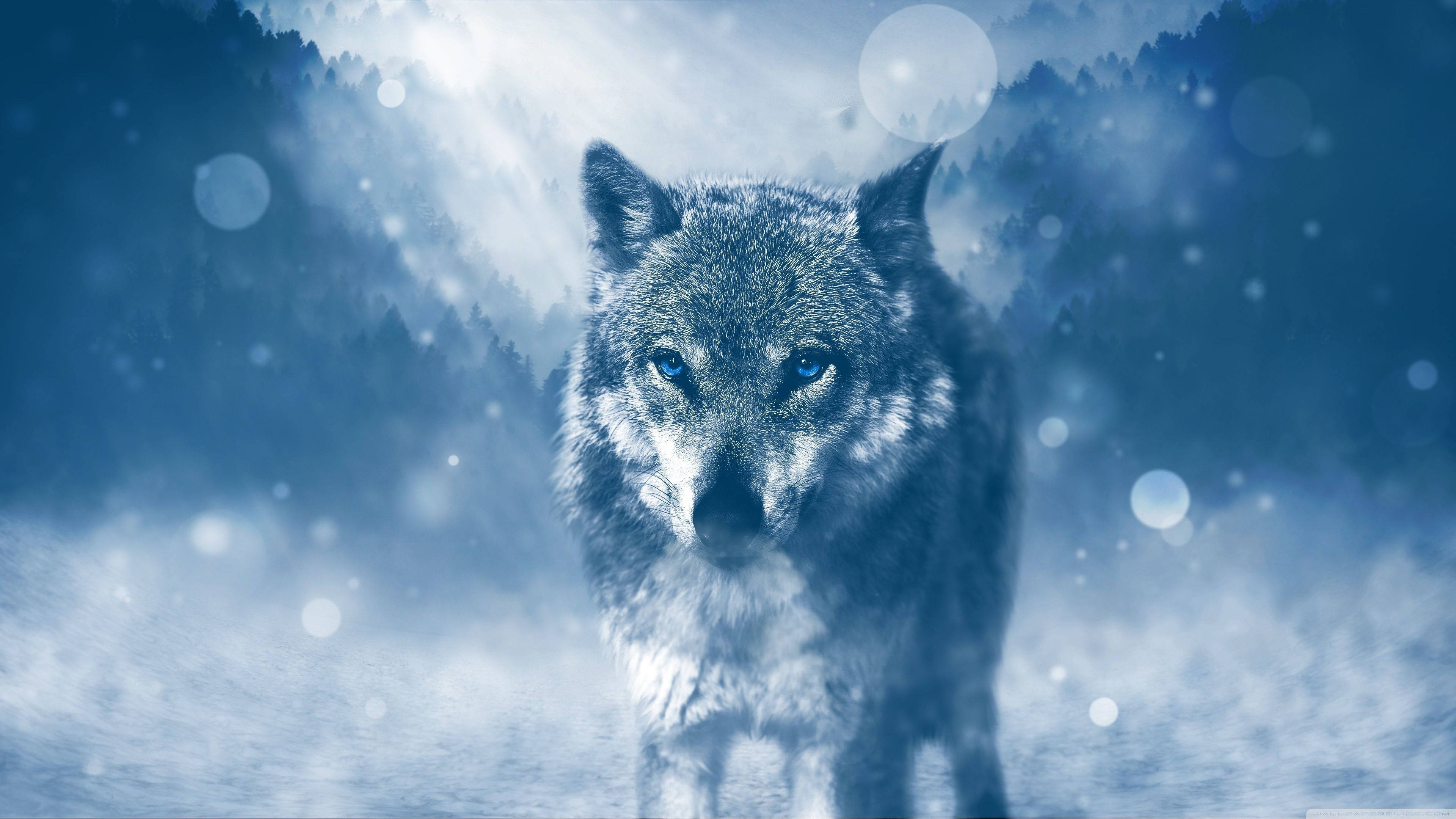 Wolf, Winter Night, Snowy Forest, 4K Desktop Wallpaper