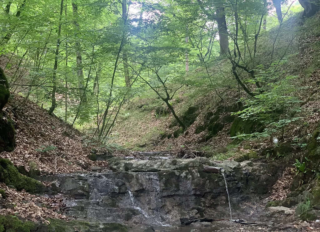 Nagorno-Karabakh, forest stream, mossy rocks, SD Desktop Wallpaper