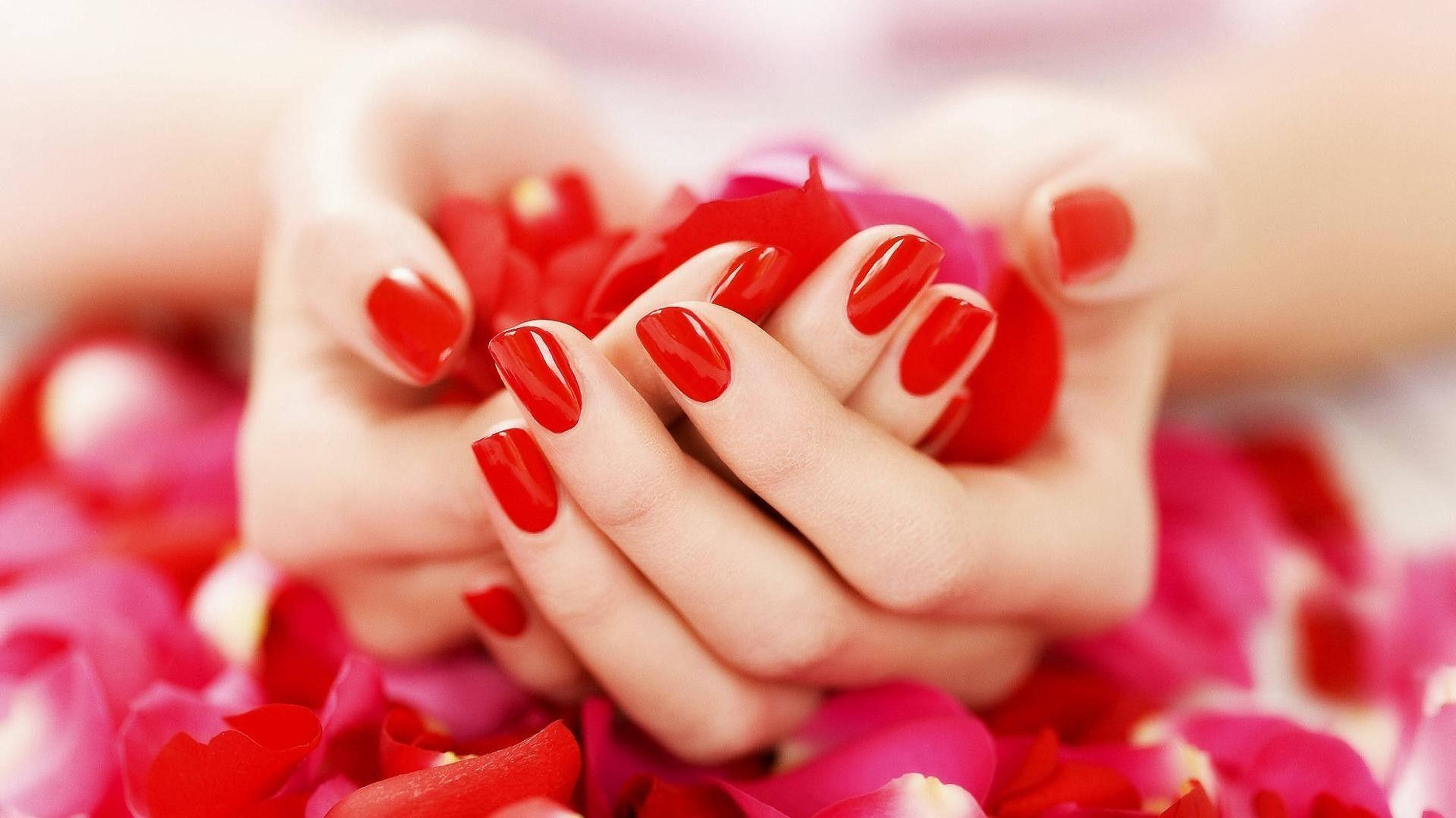 red rose, pink rose petals, glossy red nails, 2K Desktop Wallpaper