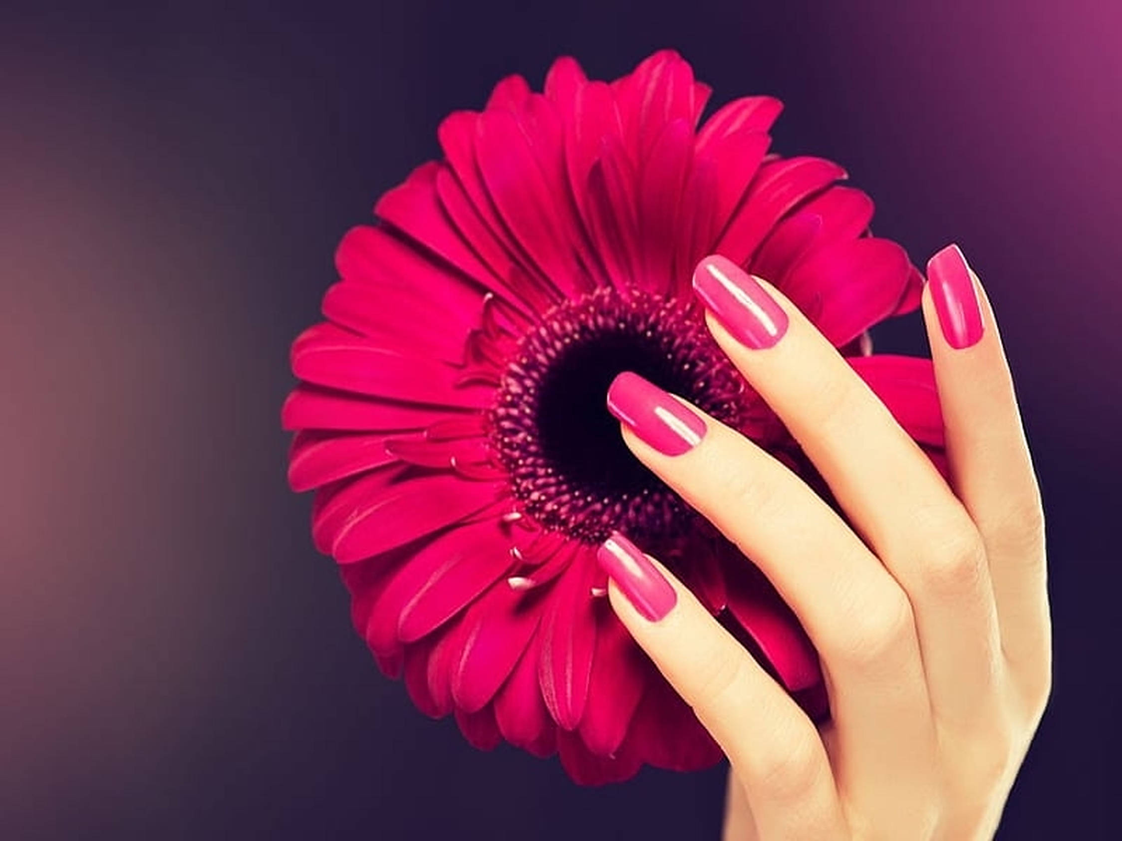 fuchsia pink, gerbera daisy, dark gradient background, Full HD Desktop Wallpaper